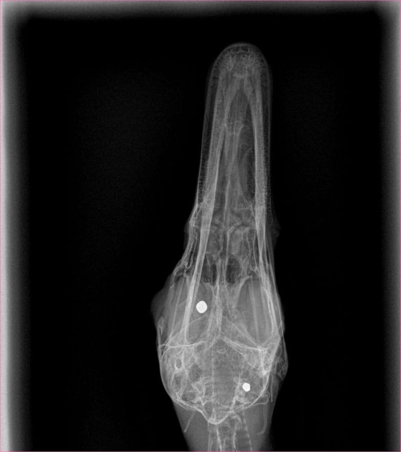 With our new X-ray machine, we are finding one thing in common among geese: almost everyone is shot. These are all different wildlife patients. 

*****
We are a 501(c)(3) tax-exempt wildlife rescue with an avian specialization. We rely on the kind he