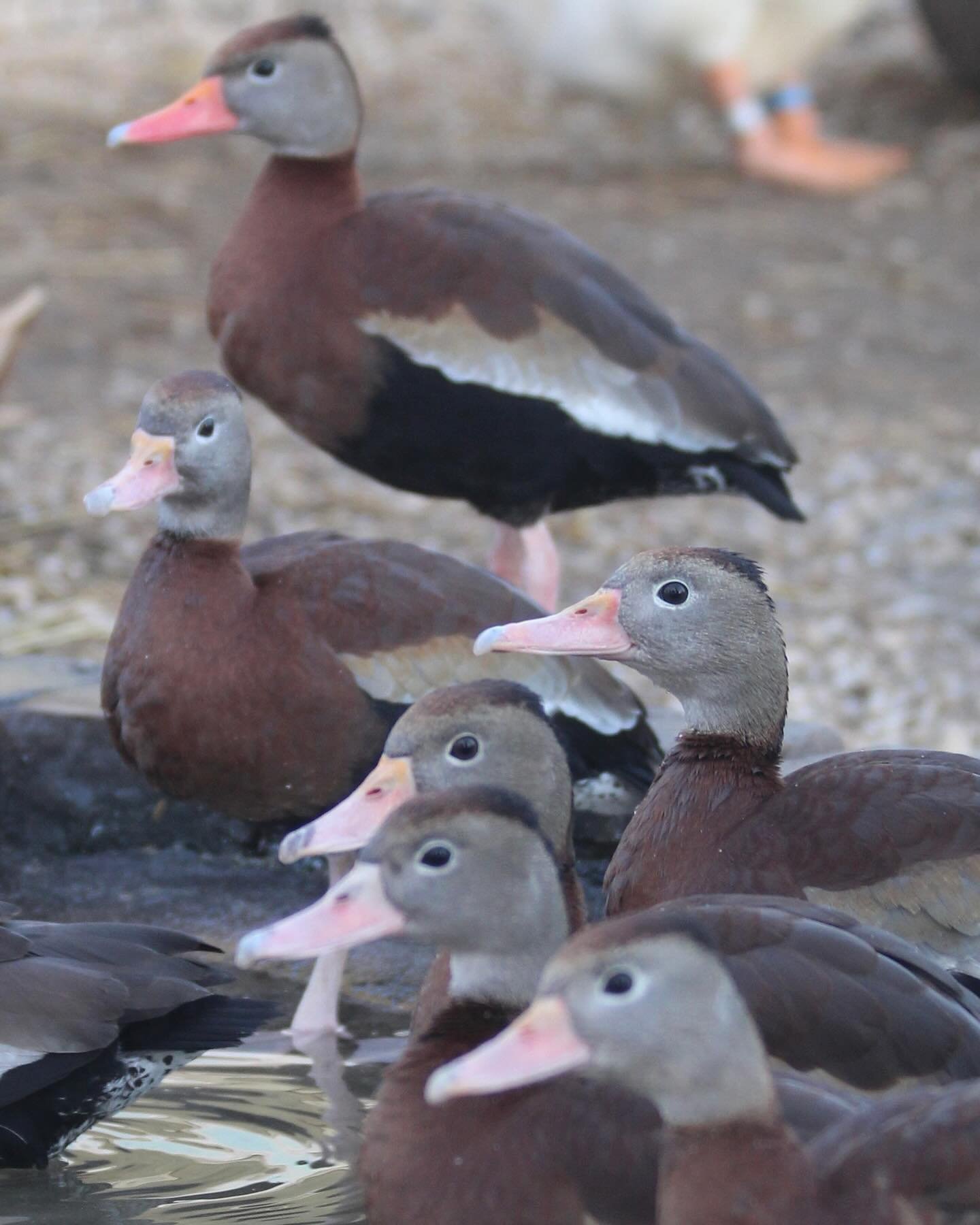 #HappyMothersDay 🌸! These black-bellied whistling ducks were transferred to us from another rescue after being orphaned. They were in need of a mother figure&hellip;

As luck would have it, there is an adult black-bellied whistling duck who is a fre