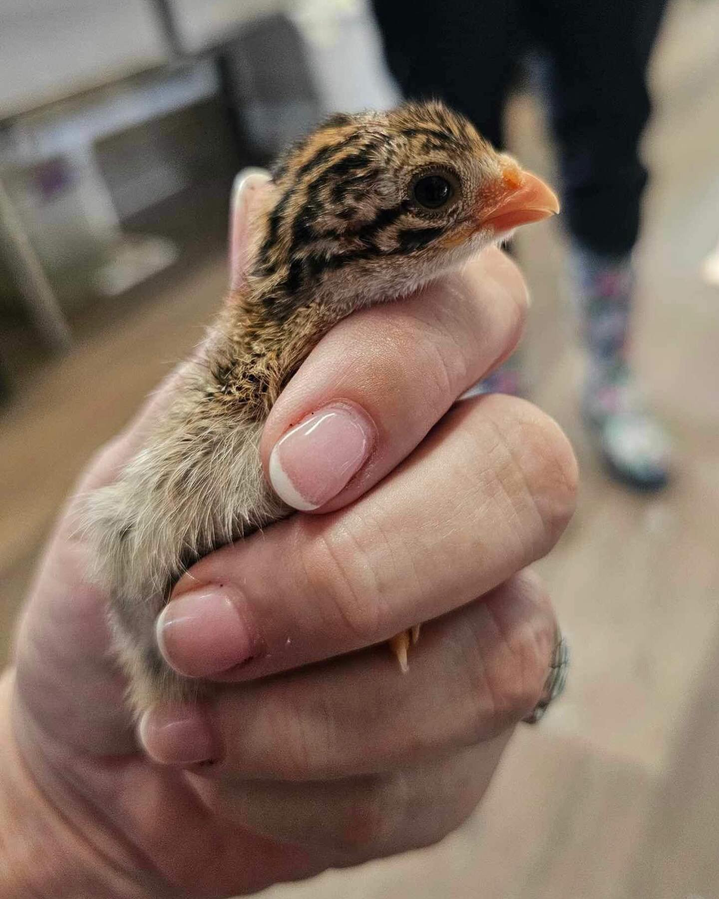 What does it take to get these animals the help they need? 💗

As a 501(c)(3) wildlife rescue, Carolina Waterfowl Rescue receives no state or federal funding of any kind! It is only charitable contributions from the public that fund our work.

Till t