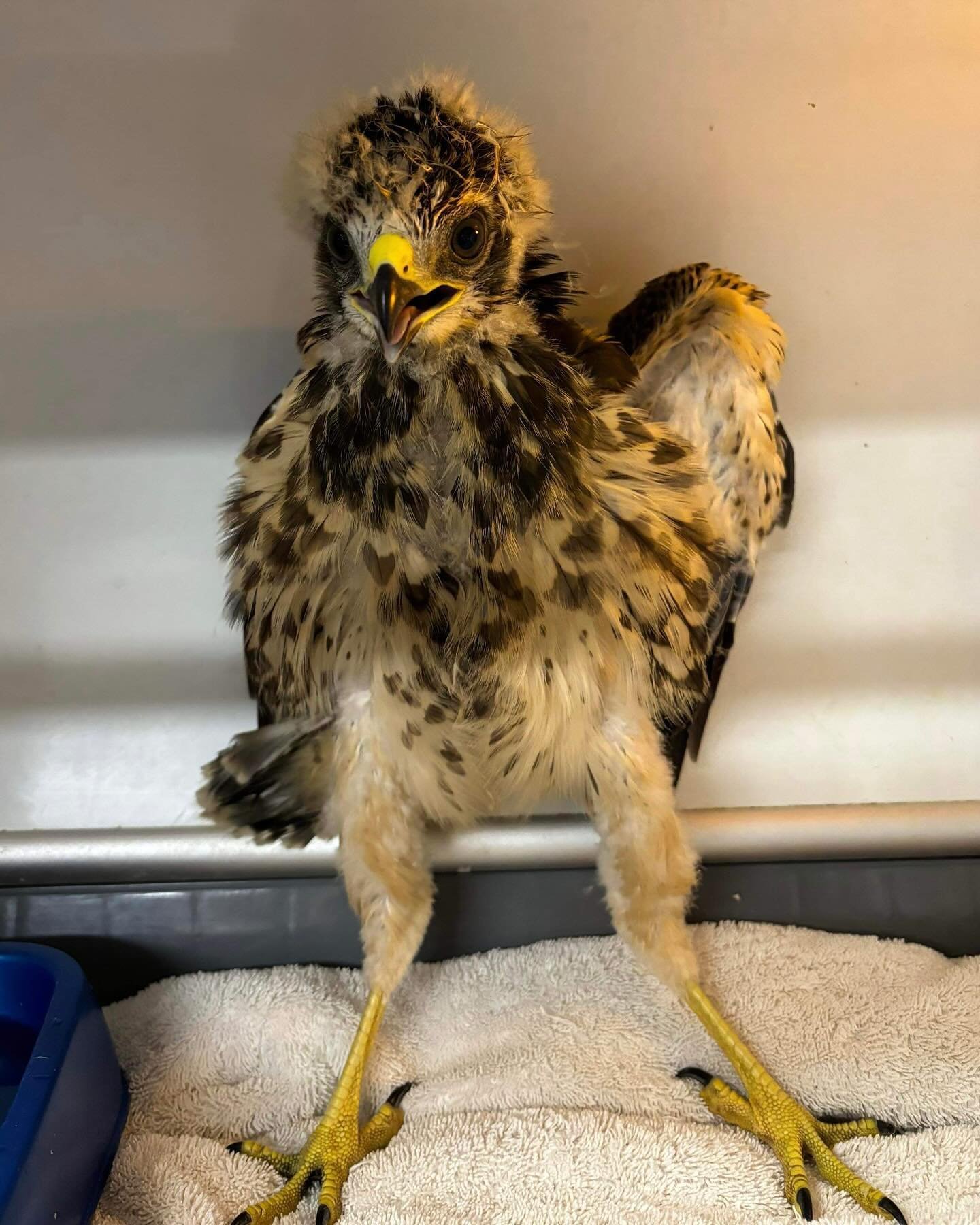 #WildlifeWednesday #WishListWednesday
This juvenile red-shouldered hawk was found in someone&rsquo;s yard with an injured left side in a clear show of discomfort. After intake, we observed the bird&rsquo;s left shoulder was drooping and was very pain