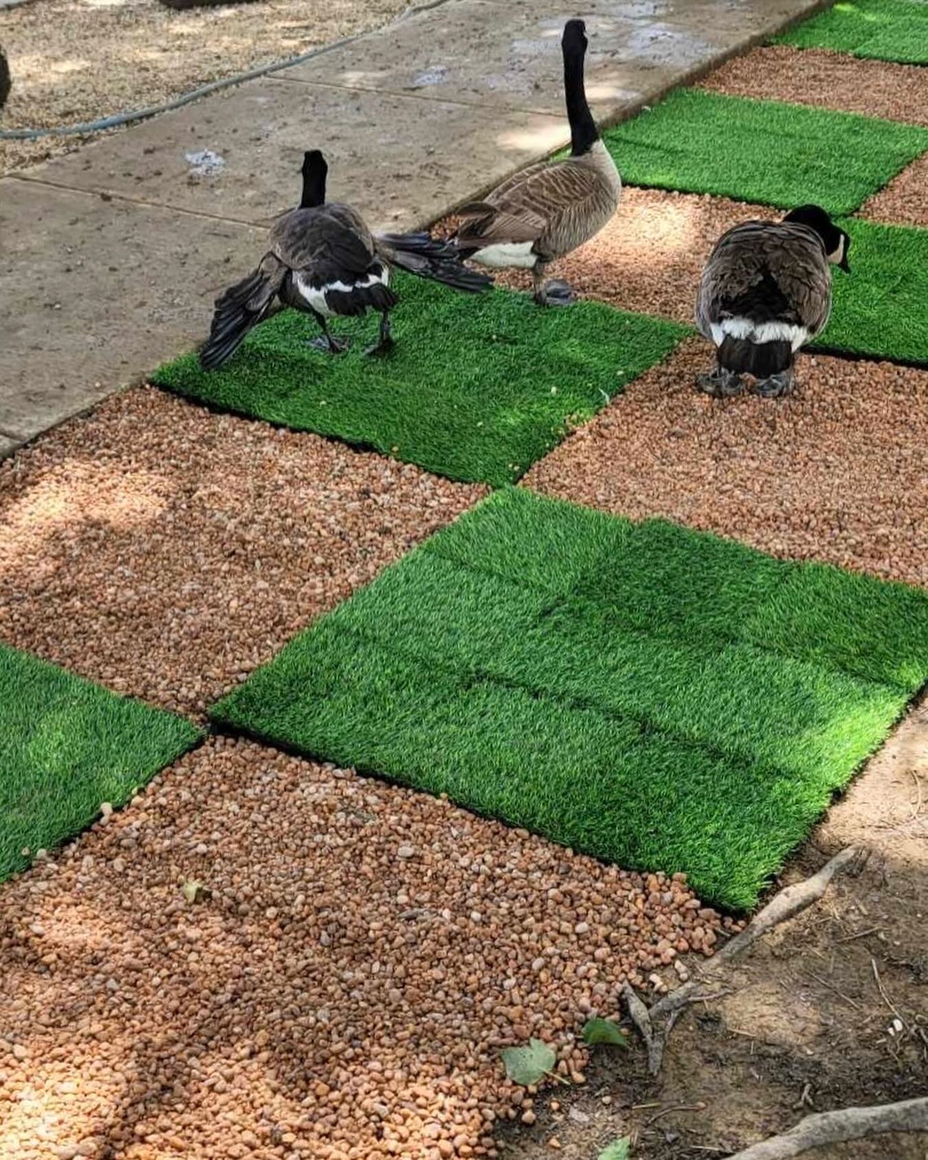 🌿🦆 Help us pave the way for #happyfeet! Carolina Waterfowl Rescue is in need of pea gravel #donations for our #groundscaping projects. Pea gravel helps improve drainage, reduces mud, and provides a clean surface for our #rescuedwaterfowl. Your dona