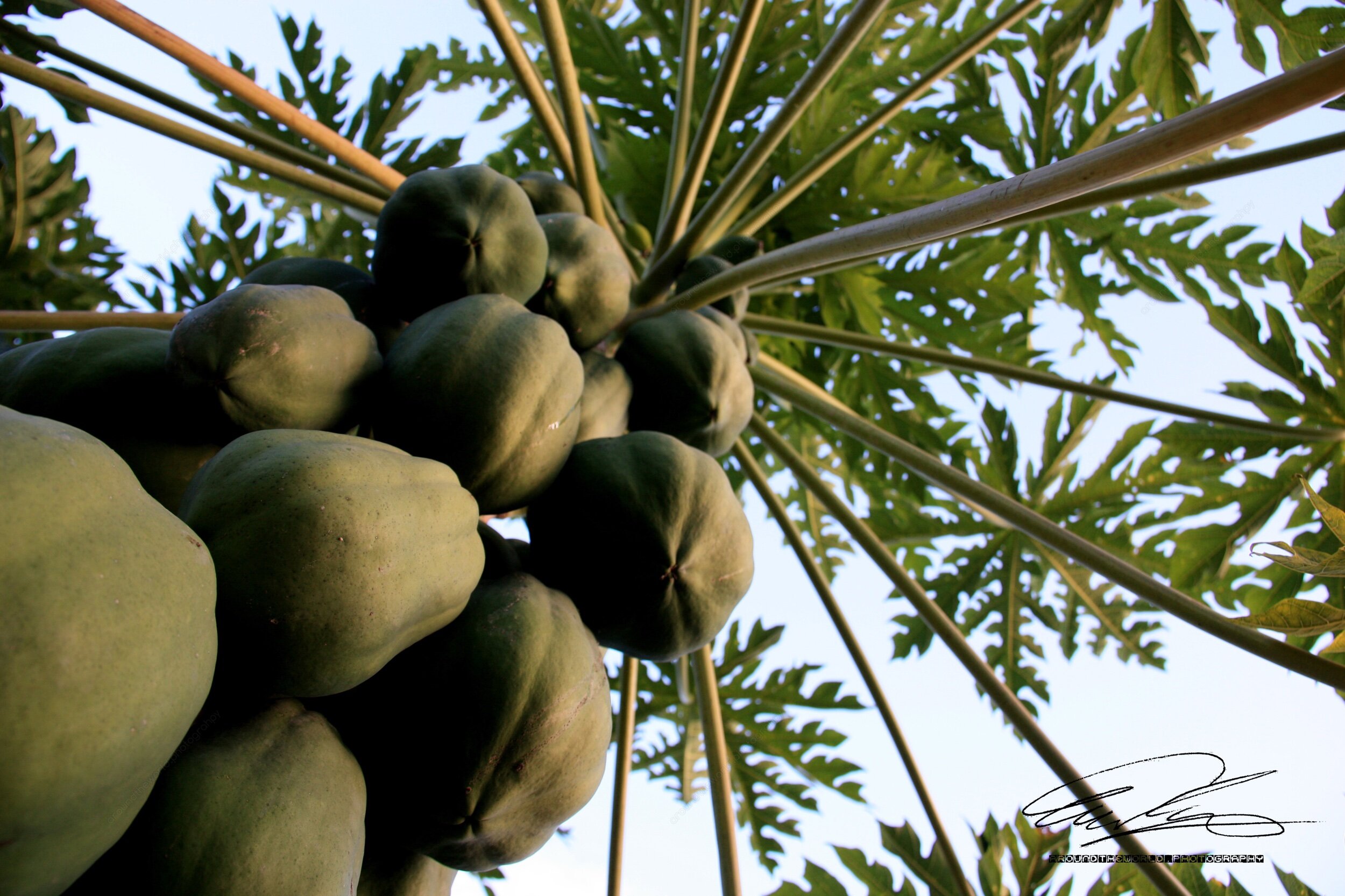 Papaya Tree