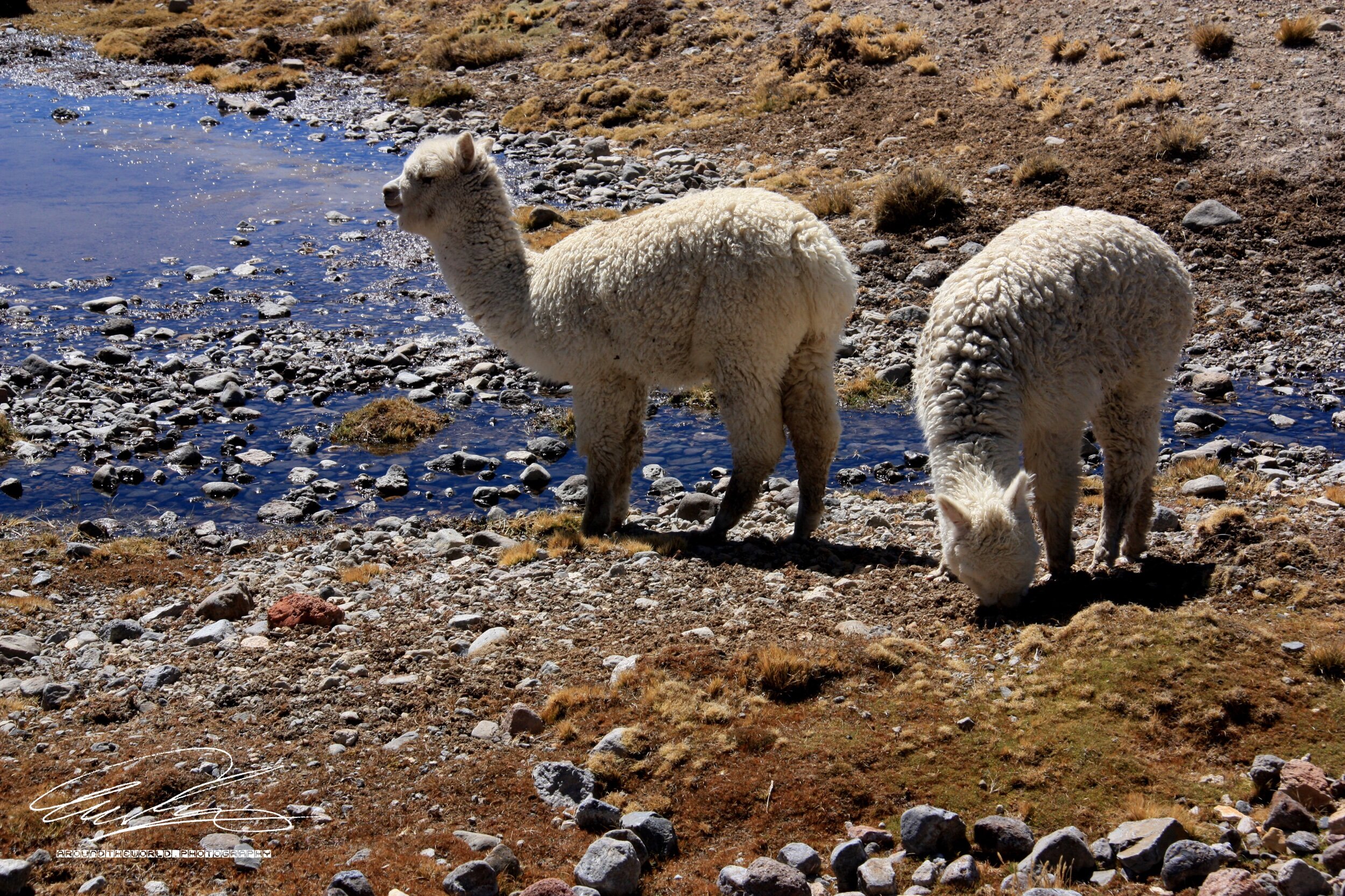 Wild Alpacas