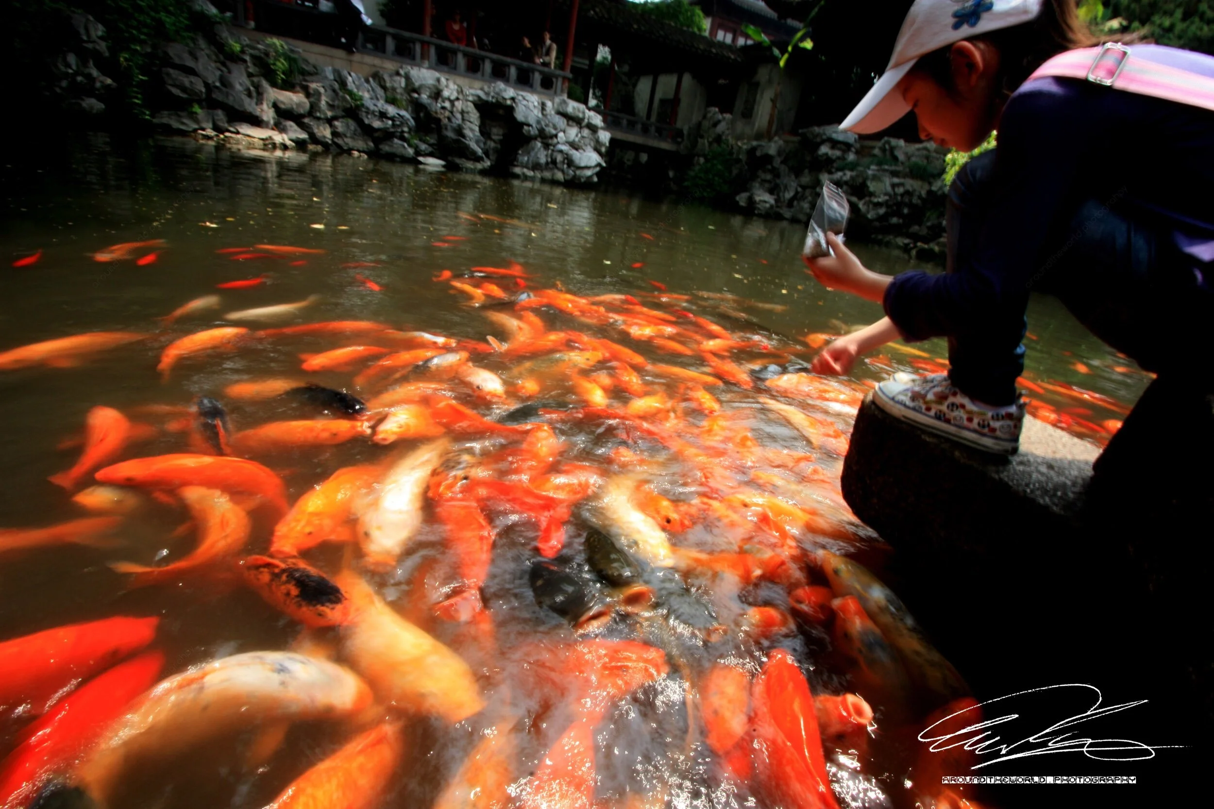 Feeding the Koi