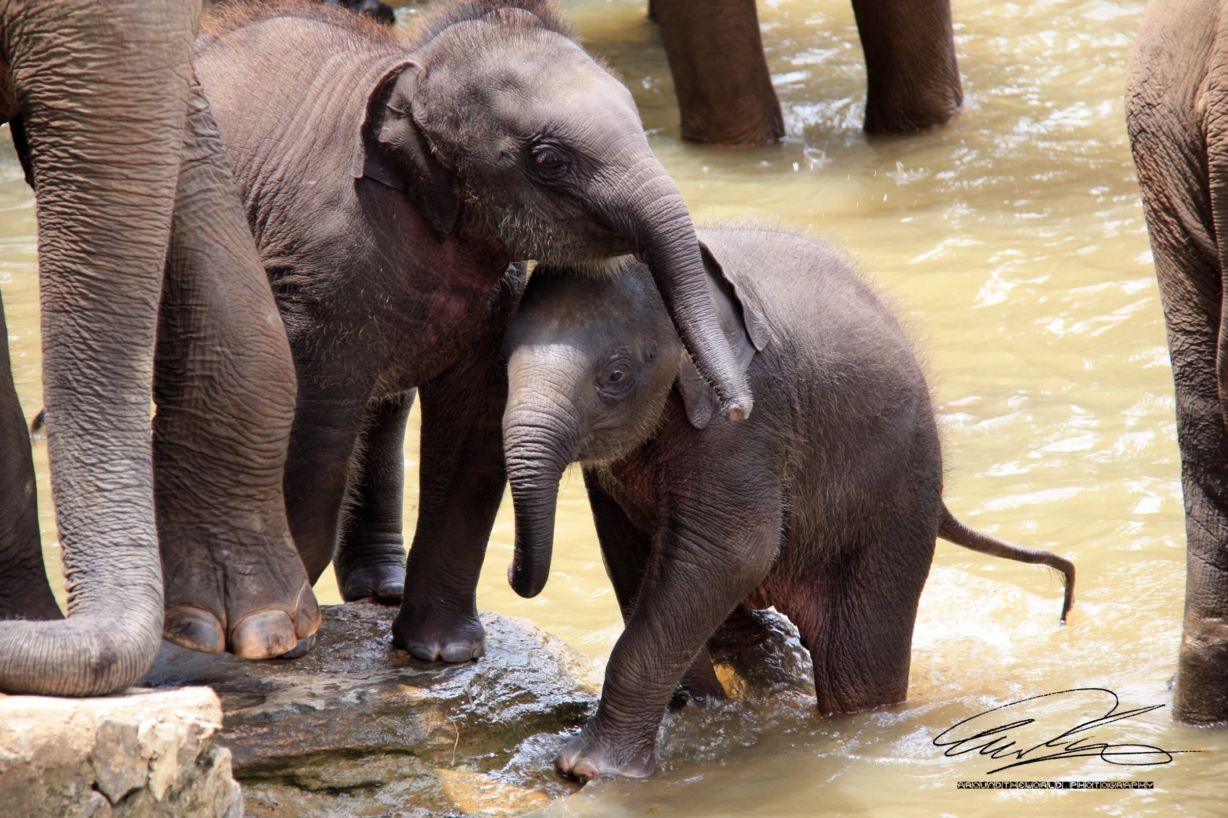 Baby Elephants