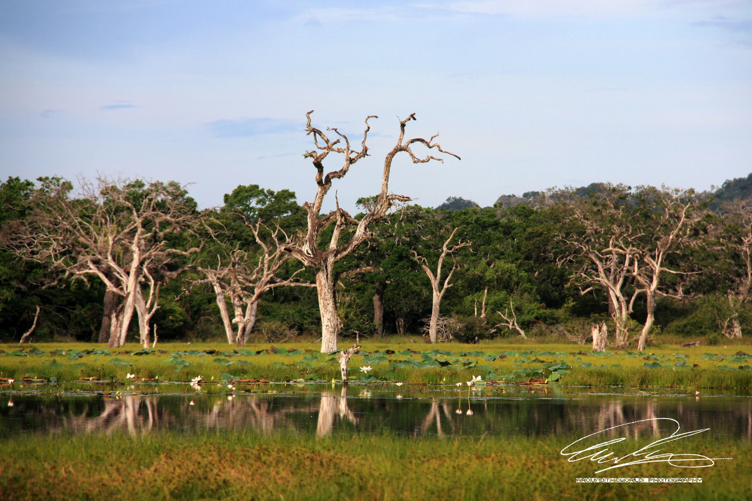 Wetlands