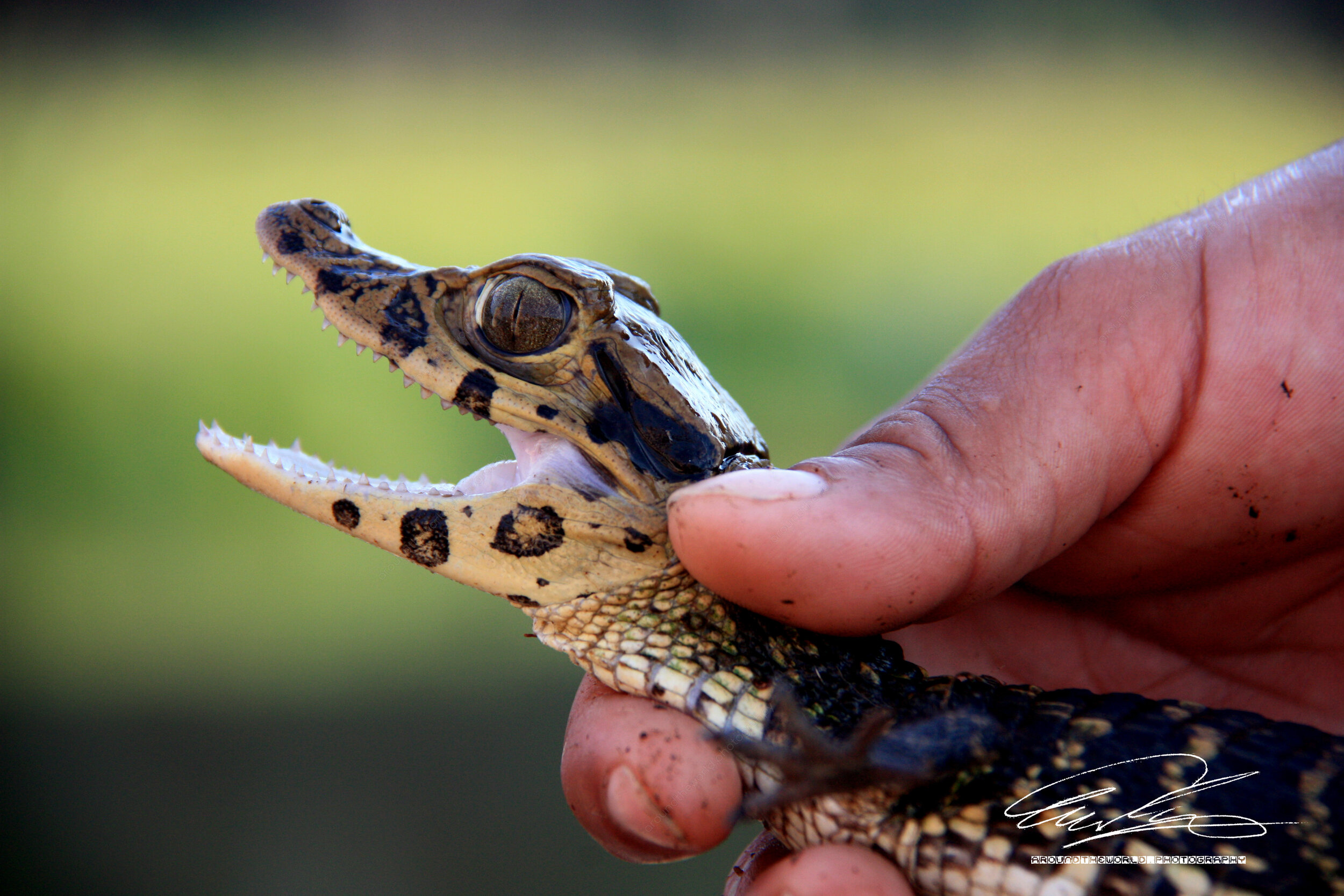 Baby Caiman in the Amazon Rainforest