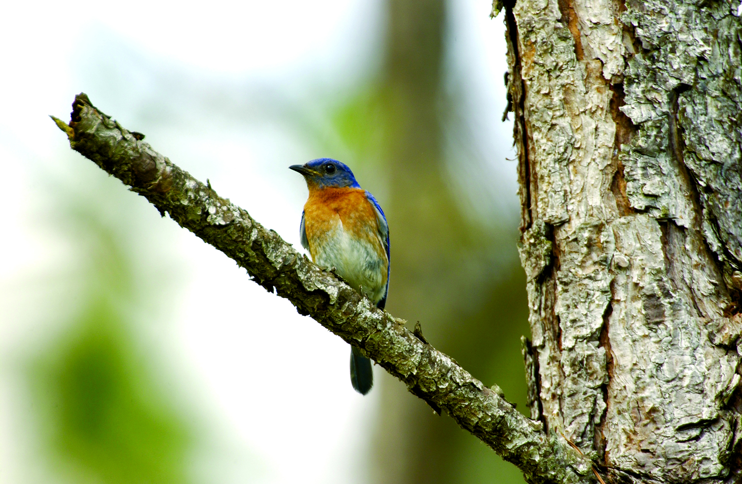 BlueBird.jpg