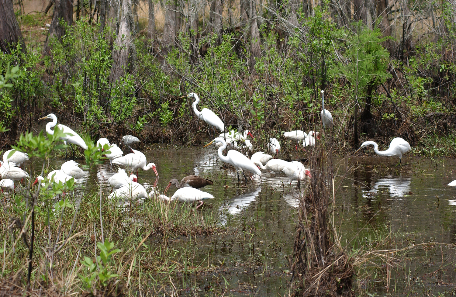 Wilde-062_birds.jpg