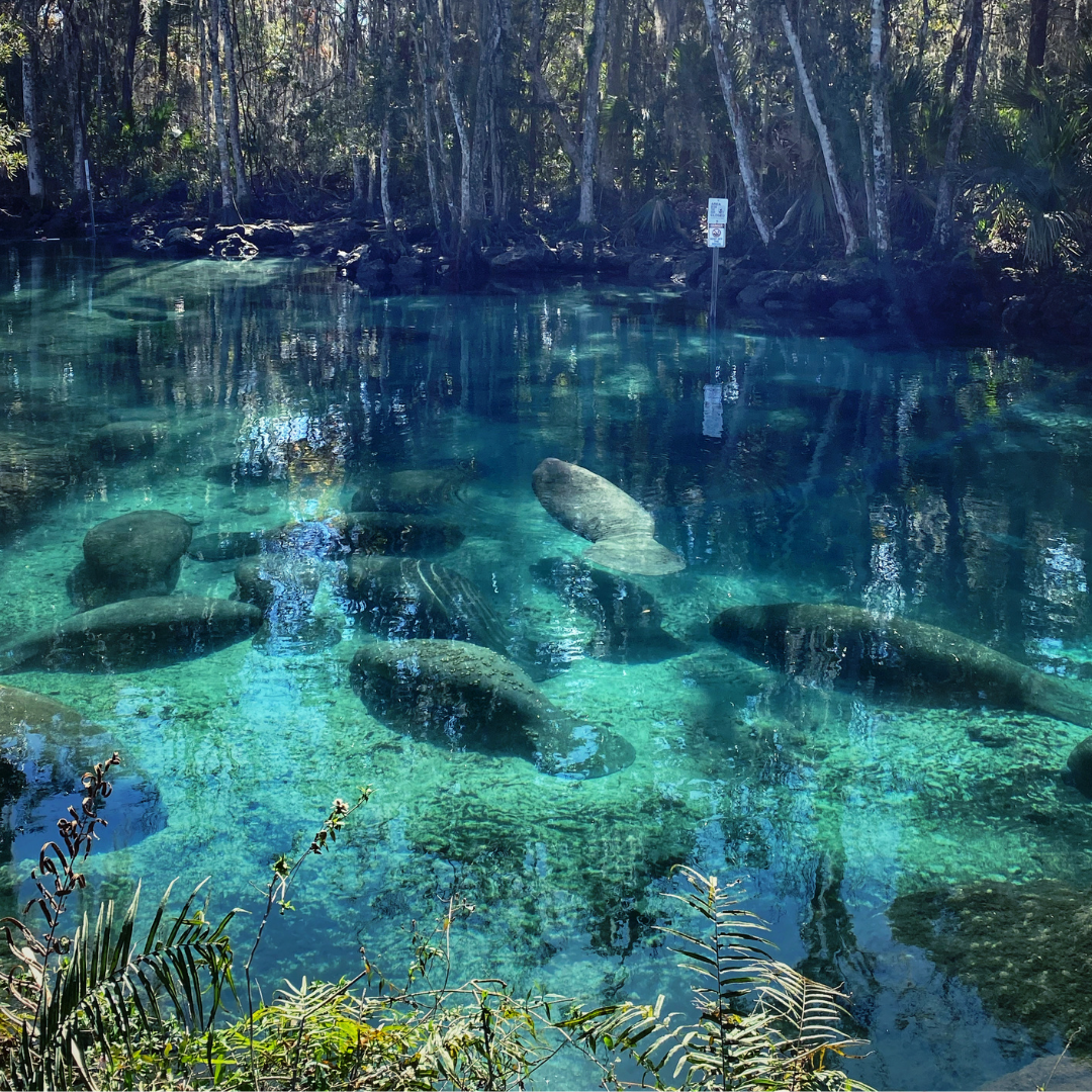 A Guide to Florida’s Gentle Giants