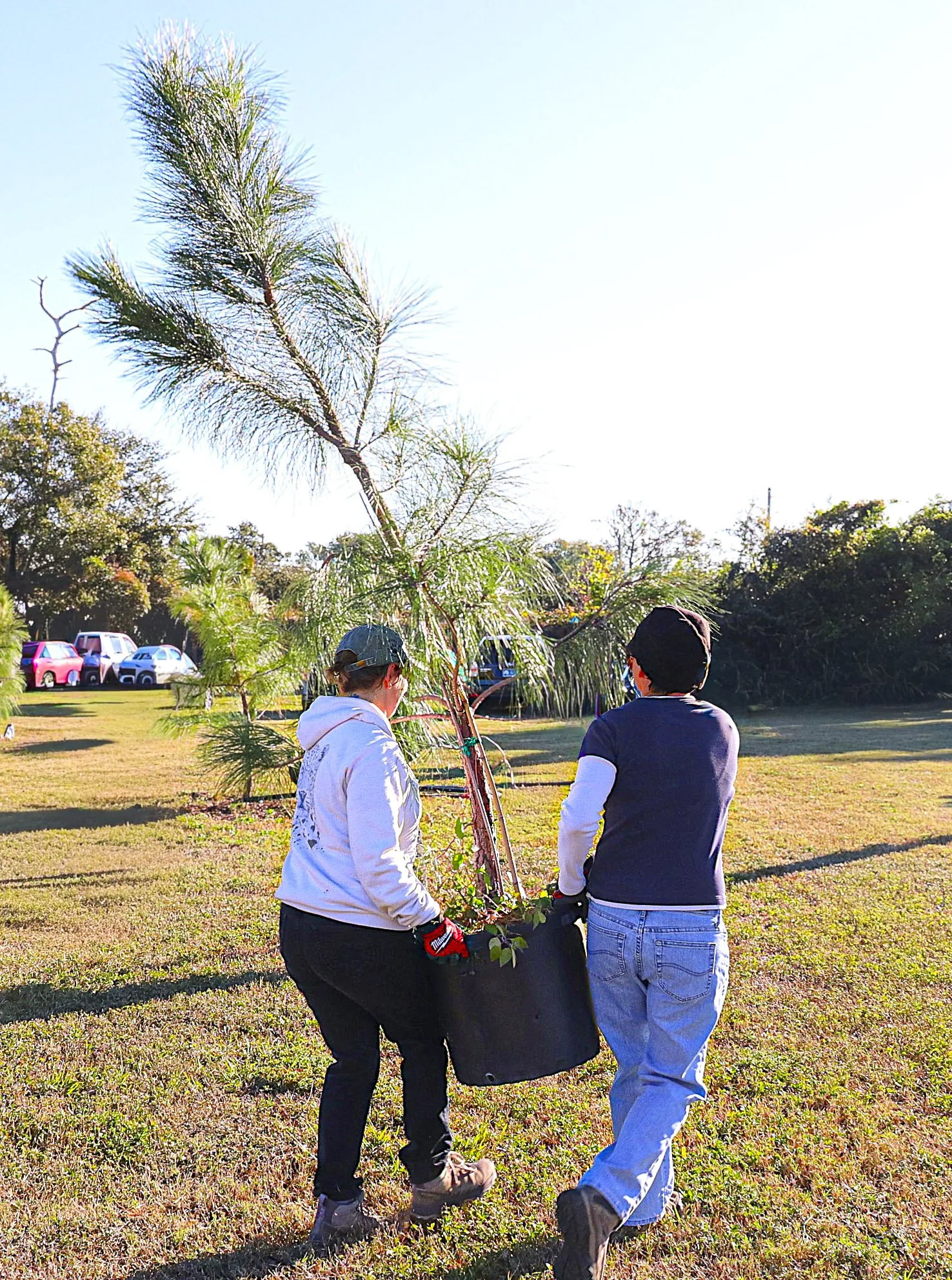 Florida Arbor Day is Rooted in Resilience 