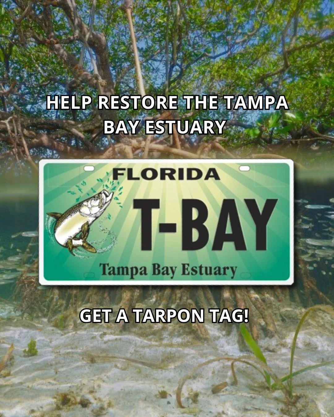 🚘 Drive Home a Cleaner Bay: The Tampa Bay Tarpon Tag - Keep Tampa Bay on the Road to Recovery! ✨

🚣&zwj;♀️Whether you&rsquo;re a seasoned angler chasing the "silver king," a kayaker drifting through serene mangrove tunnels, or a local who