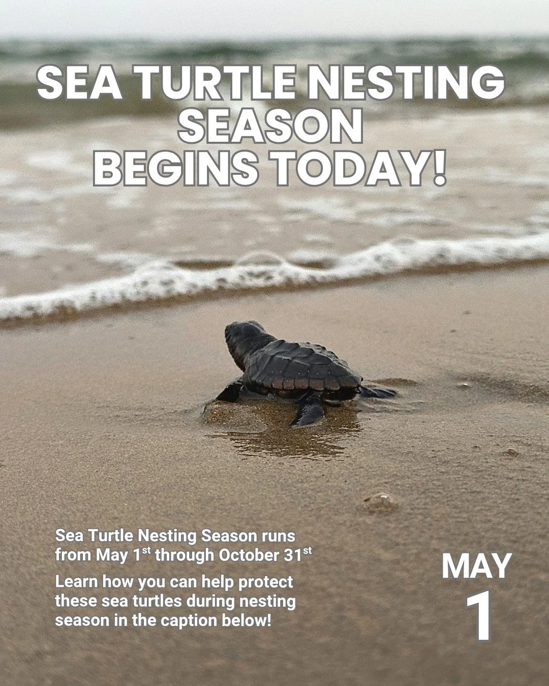 🐢 Sea Turtle Nesting Season is Officially Here, Pinellas! 🌊✨ From May 1st through October 31st, our local shores become a vital sanctuary for endangered sea turtles, especially our native Loggerheads. With only 1 in 1,000 hatchlings reaching adulth