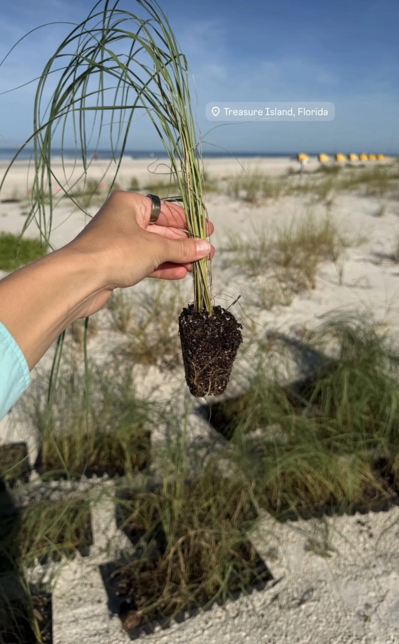 Treasure Island: Coastal Awareness, Restoration, and Education for a Resilient Future 