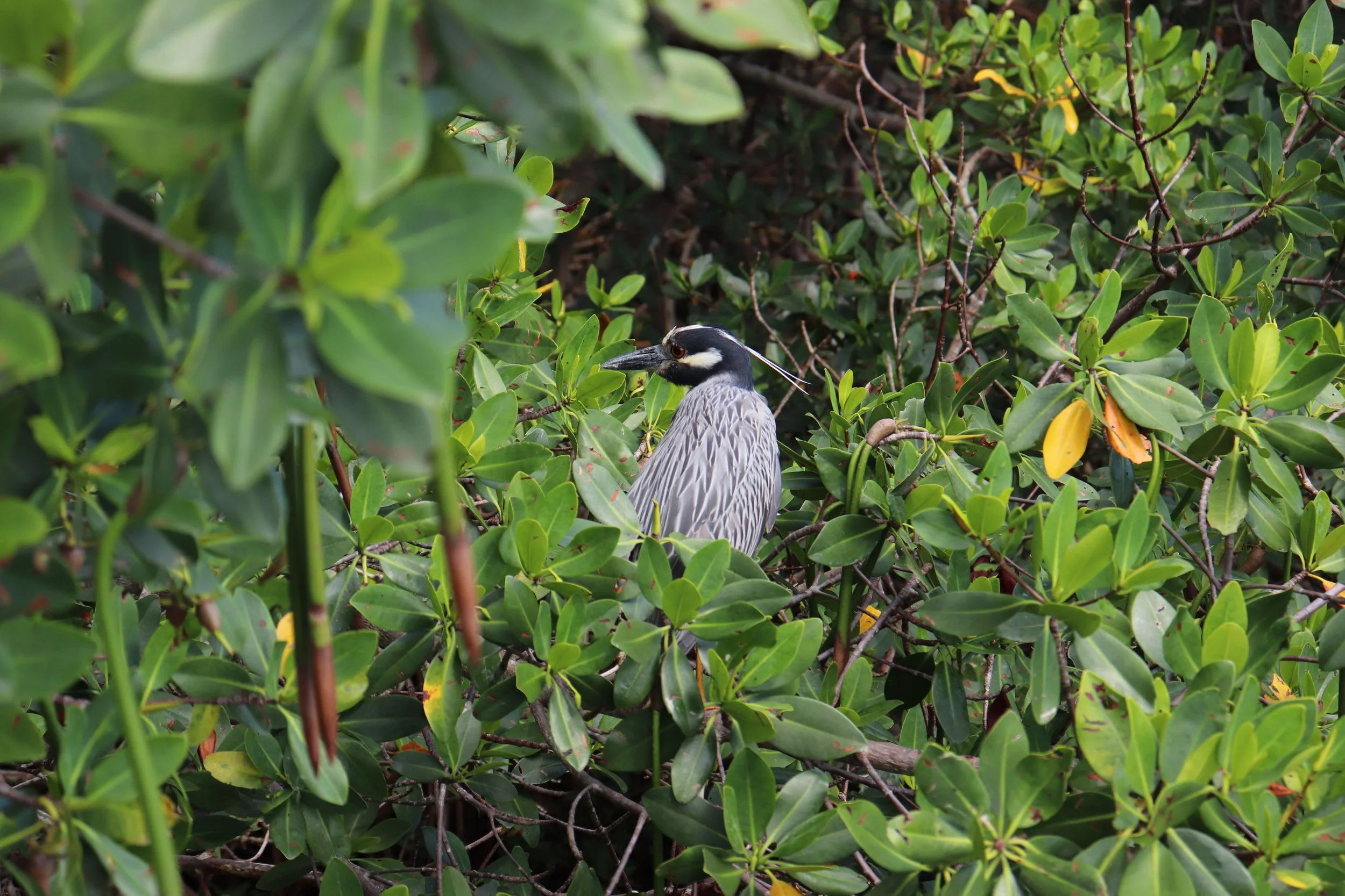 5 facts everyone should know about Mangroves — Keep Pinellas Beautiful