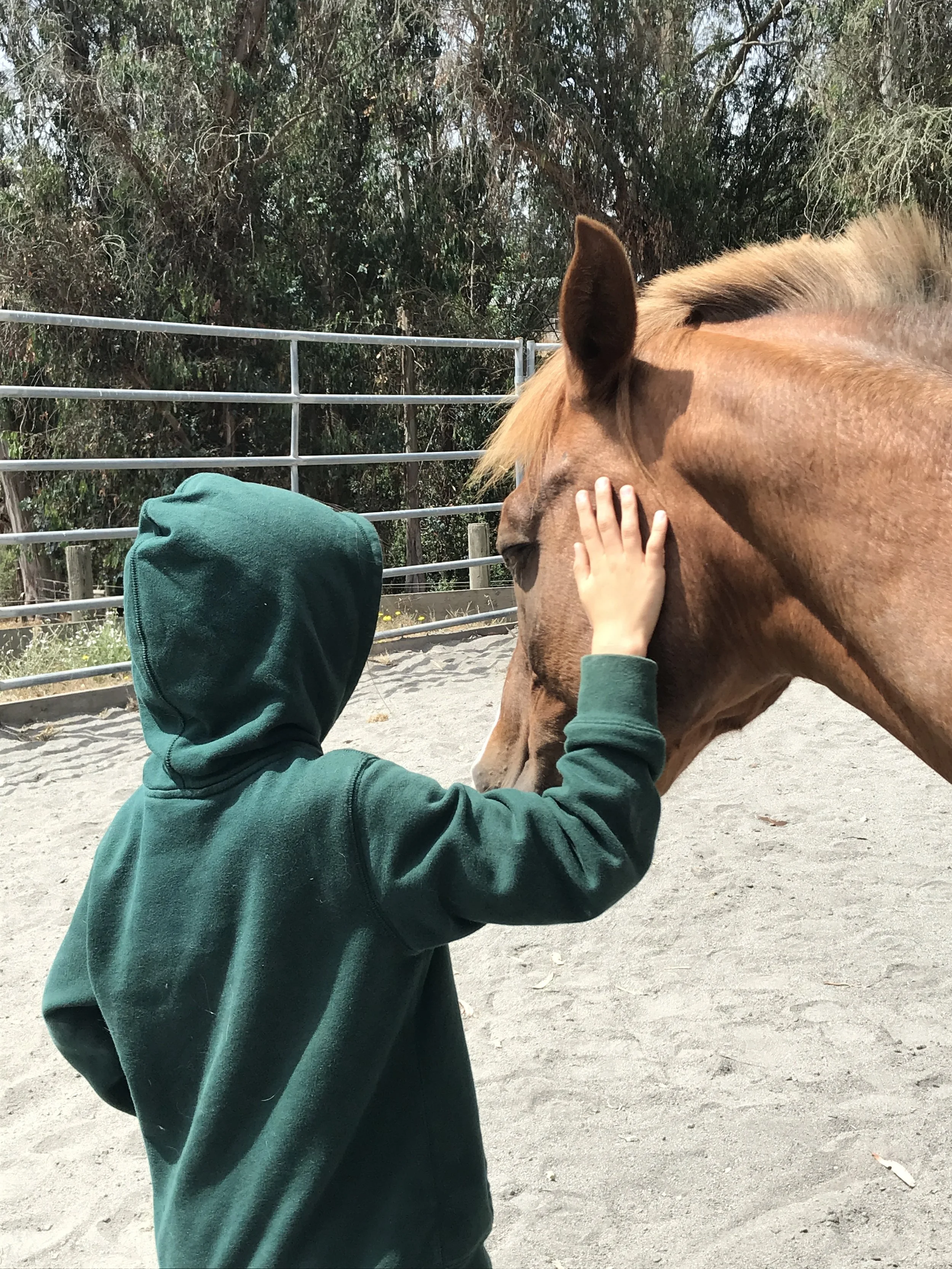 Life Lessons from a Horse: Coping with Stress