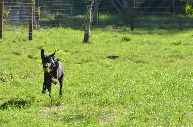 Life Lessons from a Dog: Self-Care