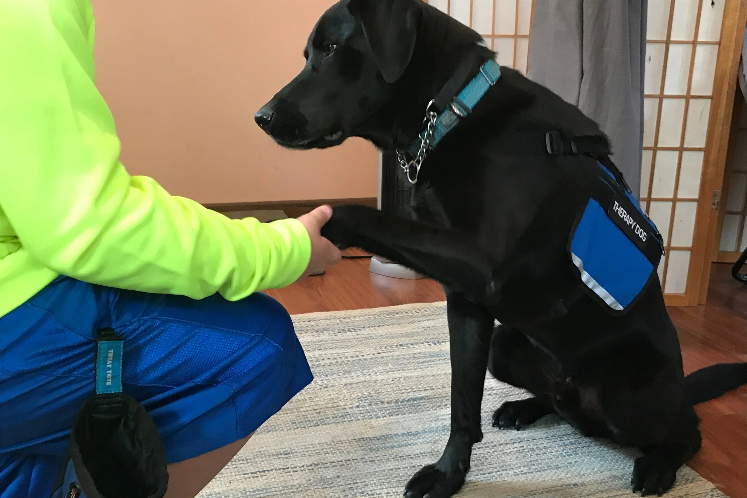 what-is-animal-assisted-therapy-wish-fulfilling-tree-therapeutic-ranch