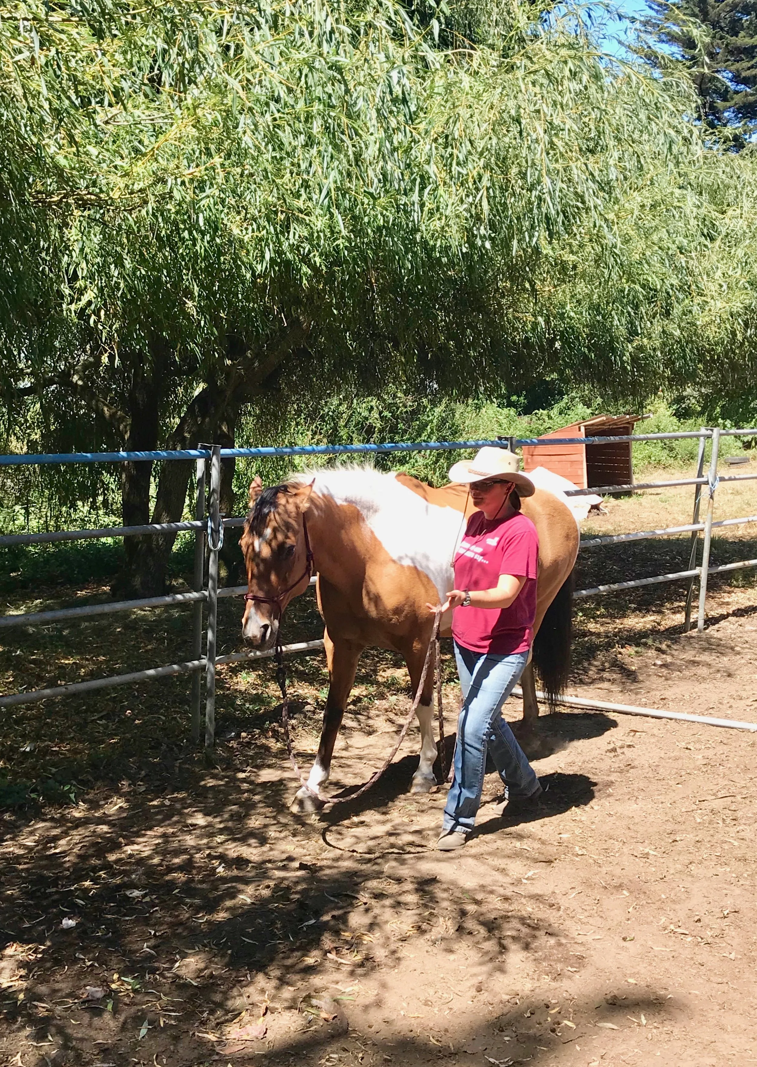 Lessons from a Horse: Taking it Slow