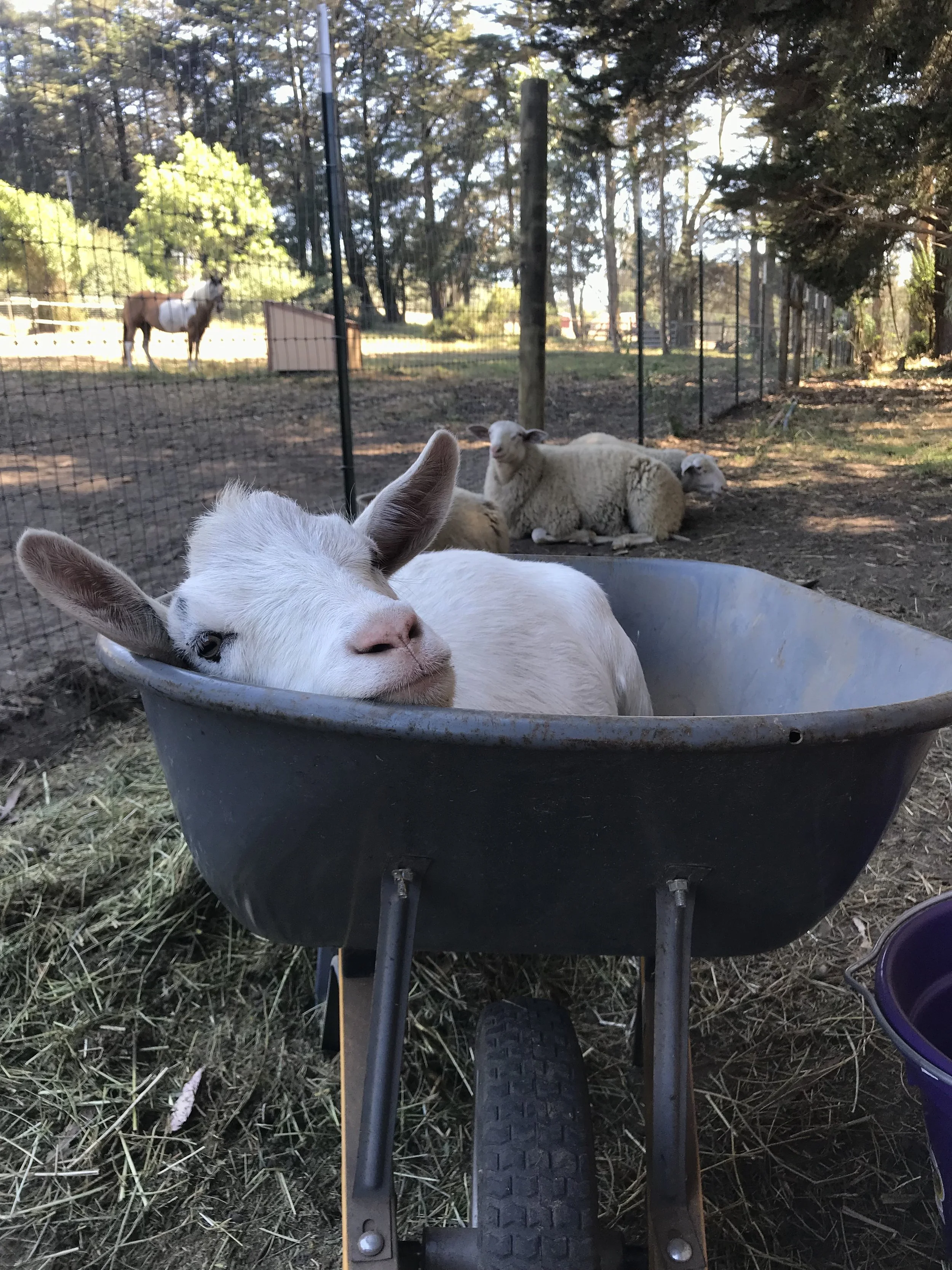 Fall 2019 Newsletter