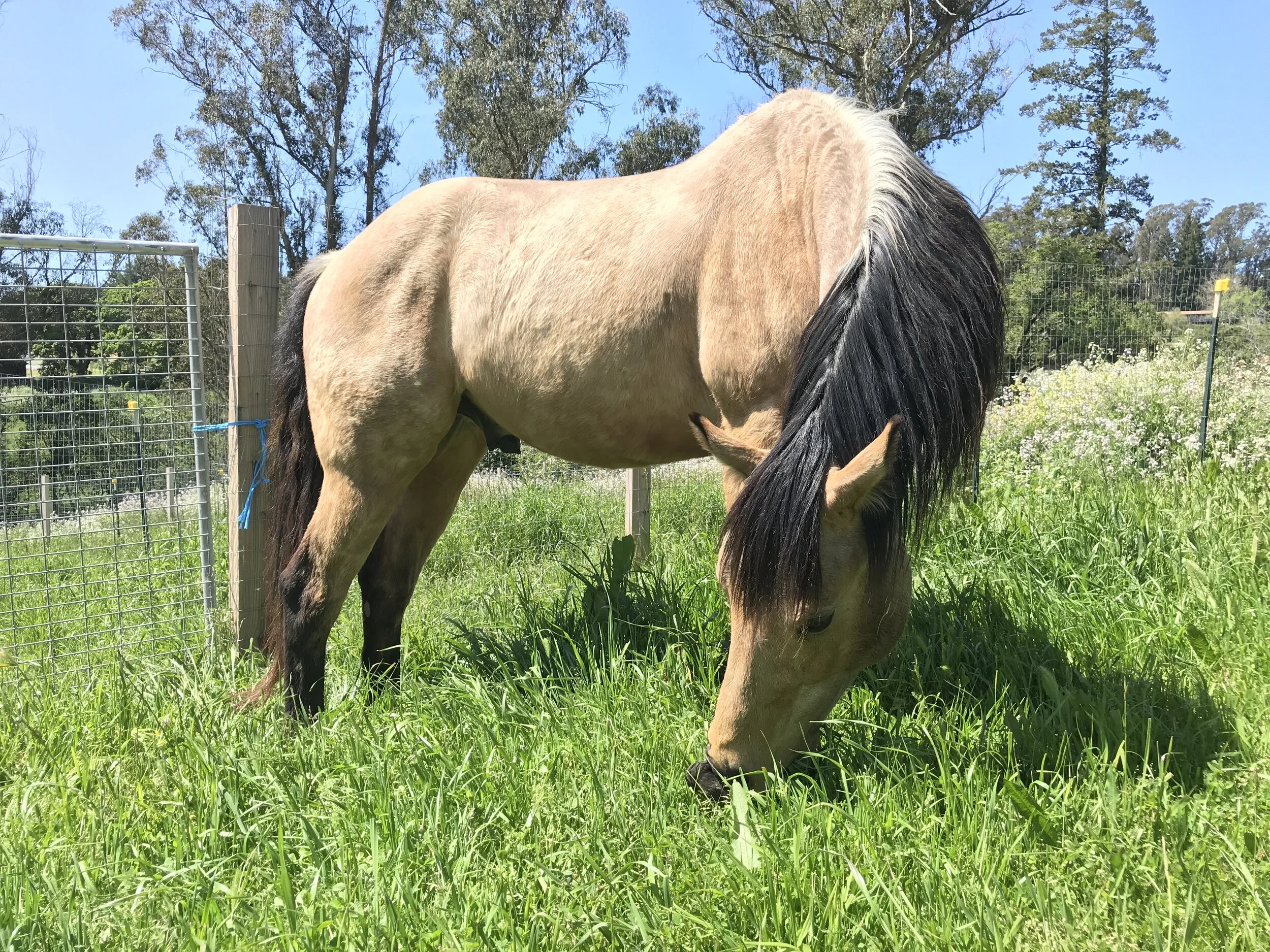 Lessons from Horses: Basic Needs