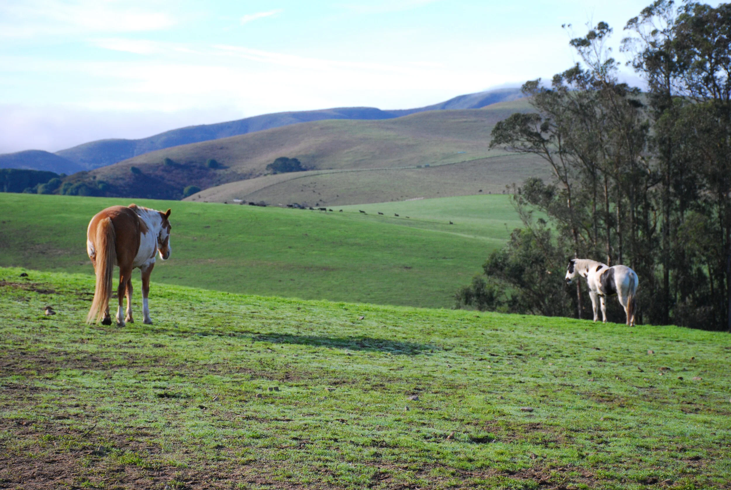 Coping with Cabin Fever Staying Corona-Free