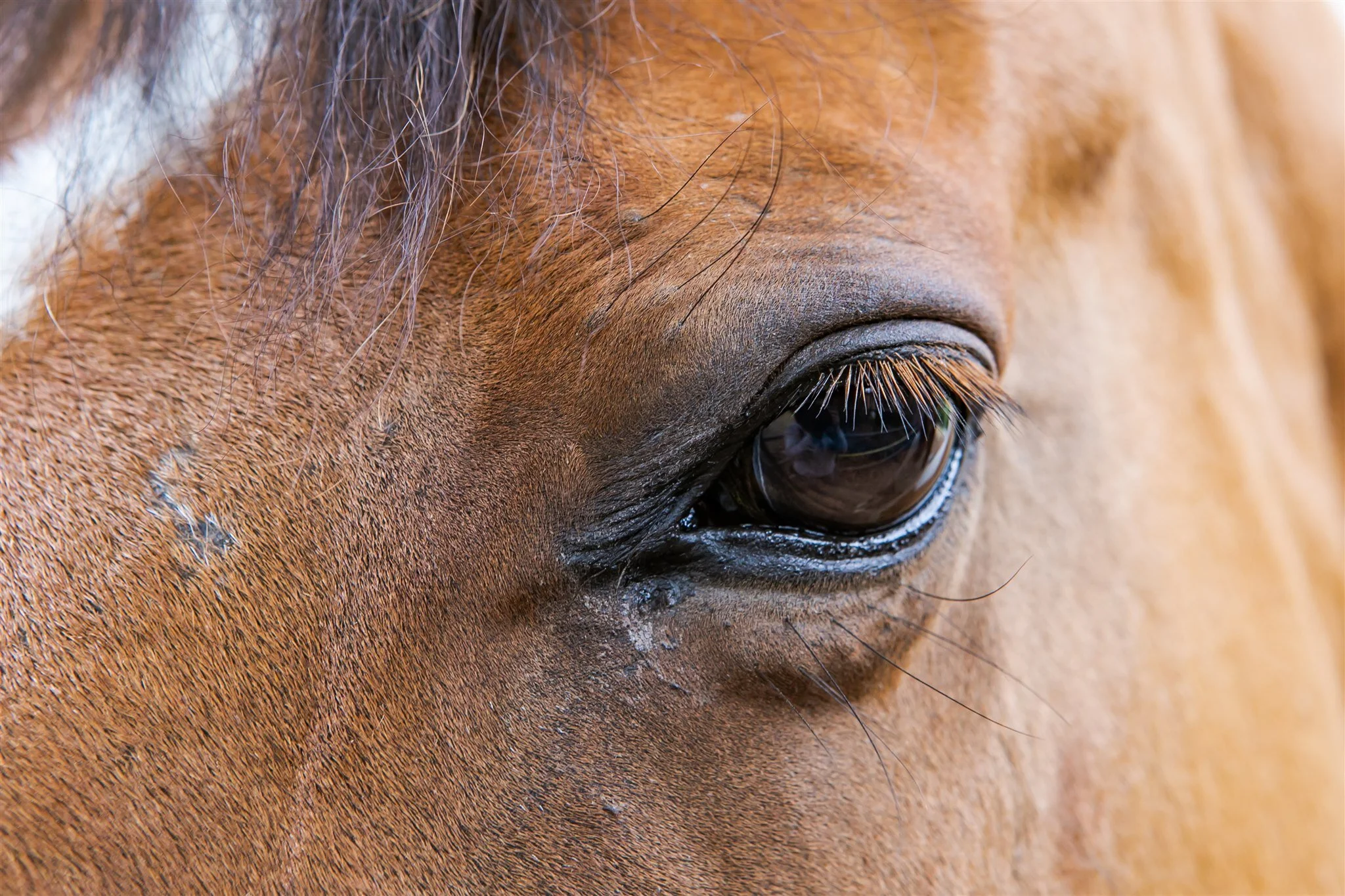 Reintegrating Trauma