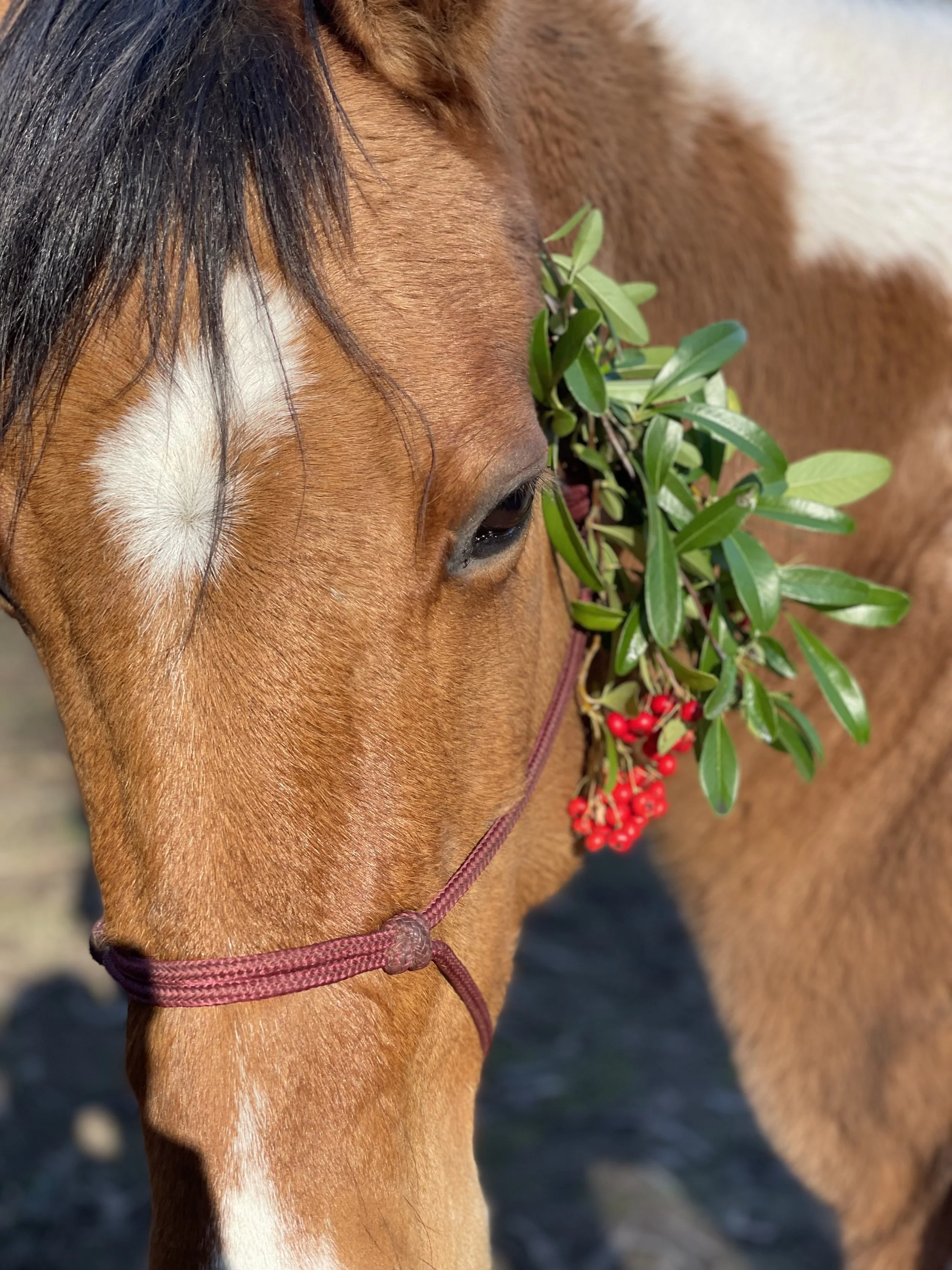 Winter Newsletter 2022-2023