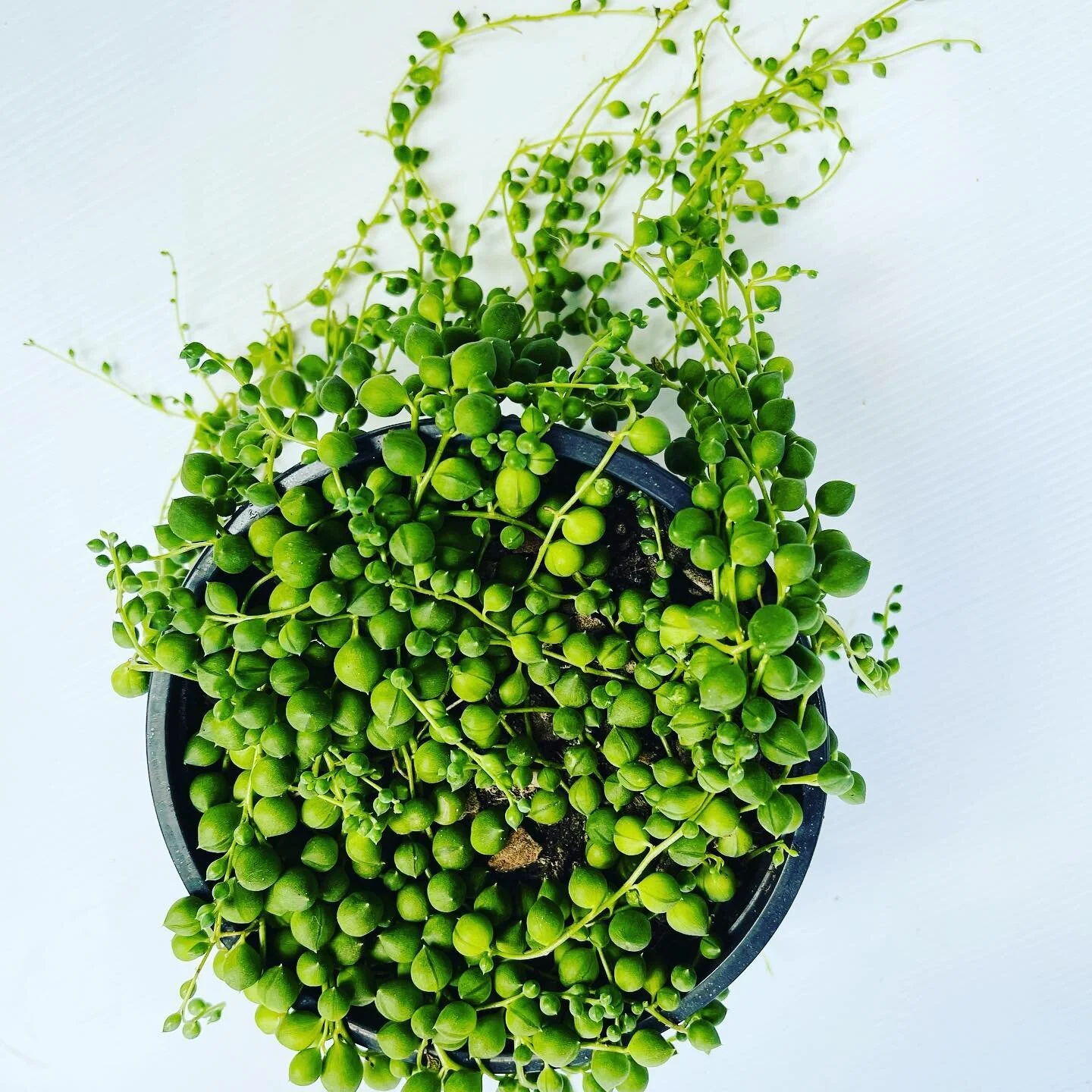 It was a chilly start to the morning here in Queenstown with a banging -7 to start the day 🥶 Sun is shining in studio &amp; our String of pearls are lush! These wee hotties will take the chill of anything.. 😉🤩 so pop in in and grab yours!!!

#theb