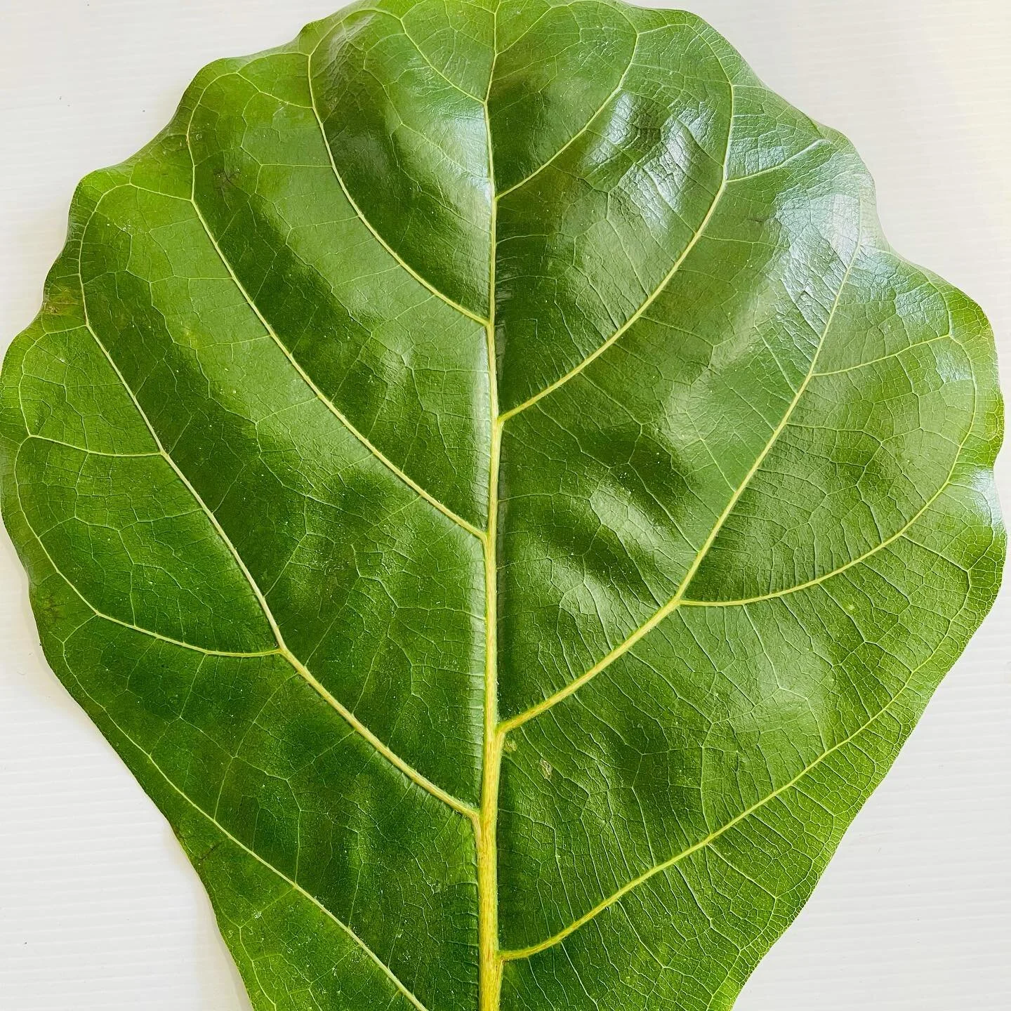 Love that leaf // Fiddle leafs are back! Limited numbers so get in quick! 🖤

#theborrowedbotanicals#fiddleleaffig#planthire#queesntown#plantsofinstagram #plantmakepeoplehappy#plantbased