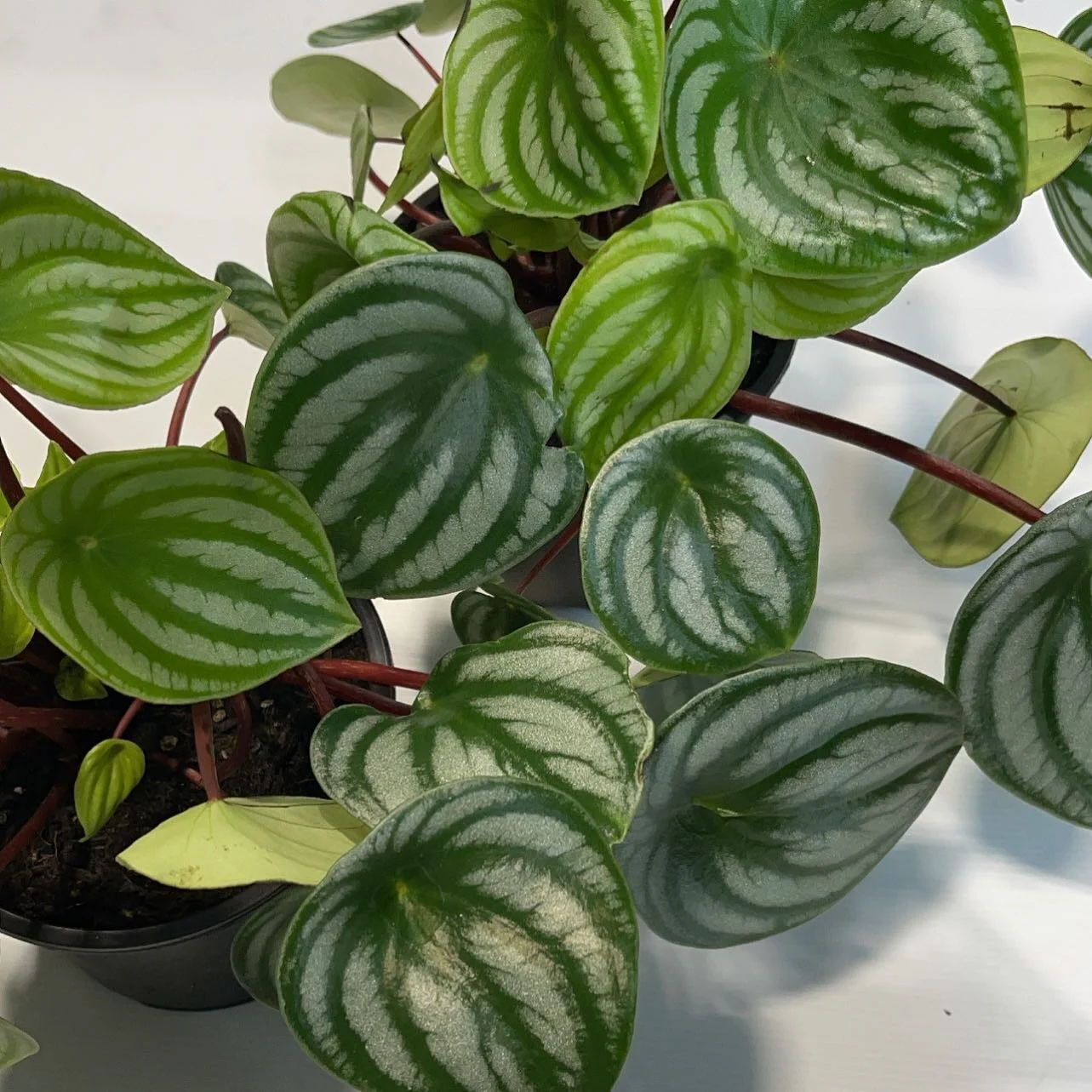 Watermelon peperomia is one of the most desired peperomia. It's stunning white and green striped foliage can resemble little watermelons 🍉 limited numbers in stock! 

#watermelonpeperomia#plants#theborrowedbotanicals#indoorplants#plantsmakepeoplehap