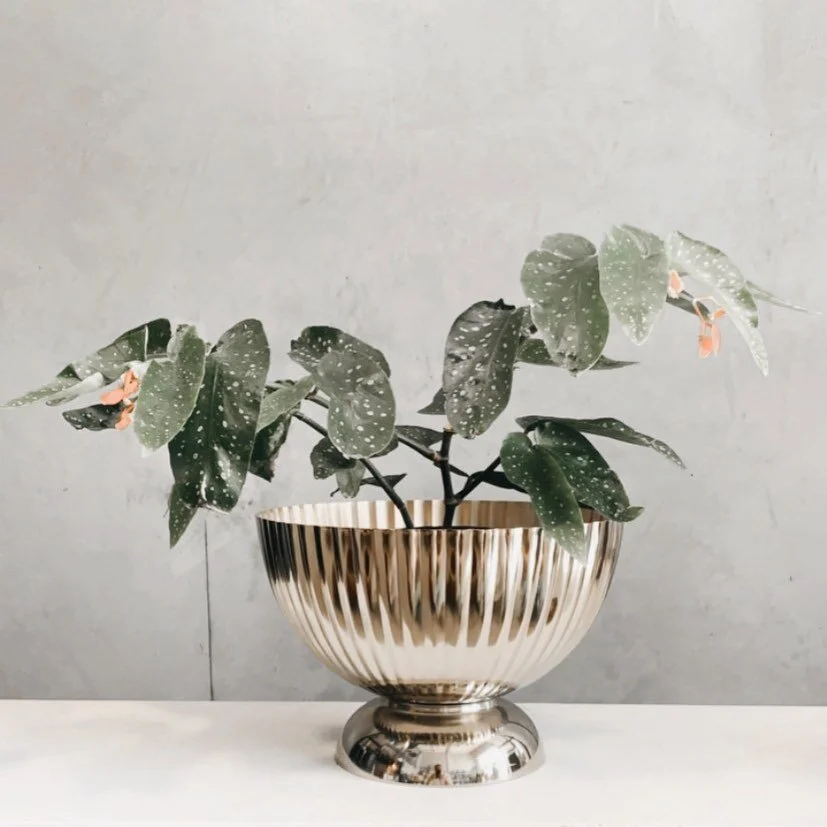 Vibe&rsquo;n on the sweet combo..🖤

#theborrowedbotanicals#indoorplants#hireplantsforoffice#indoorplantstyling#queenstown#greenandgold