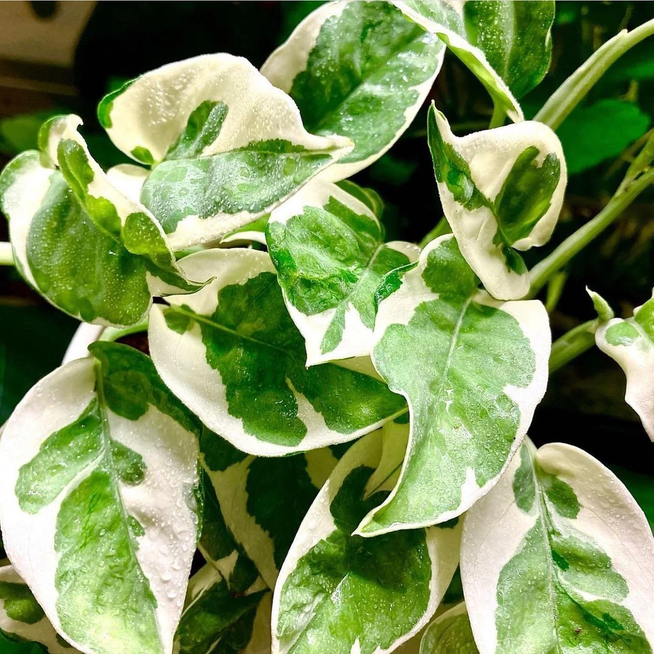 Who&rsquo;s excited for the N&rsquo;joys to arrive... 🙋&zwj;♀️

#theborrowedbotanicals#plants#planthire#planthire#njoy#cantwait