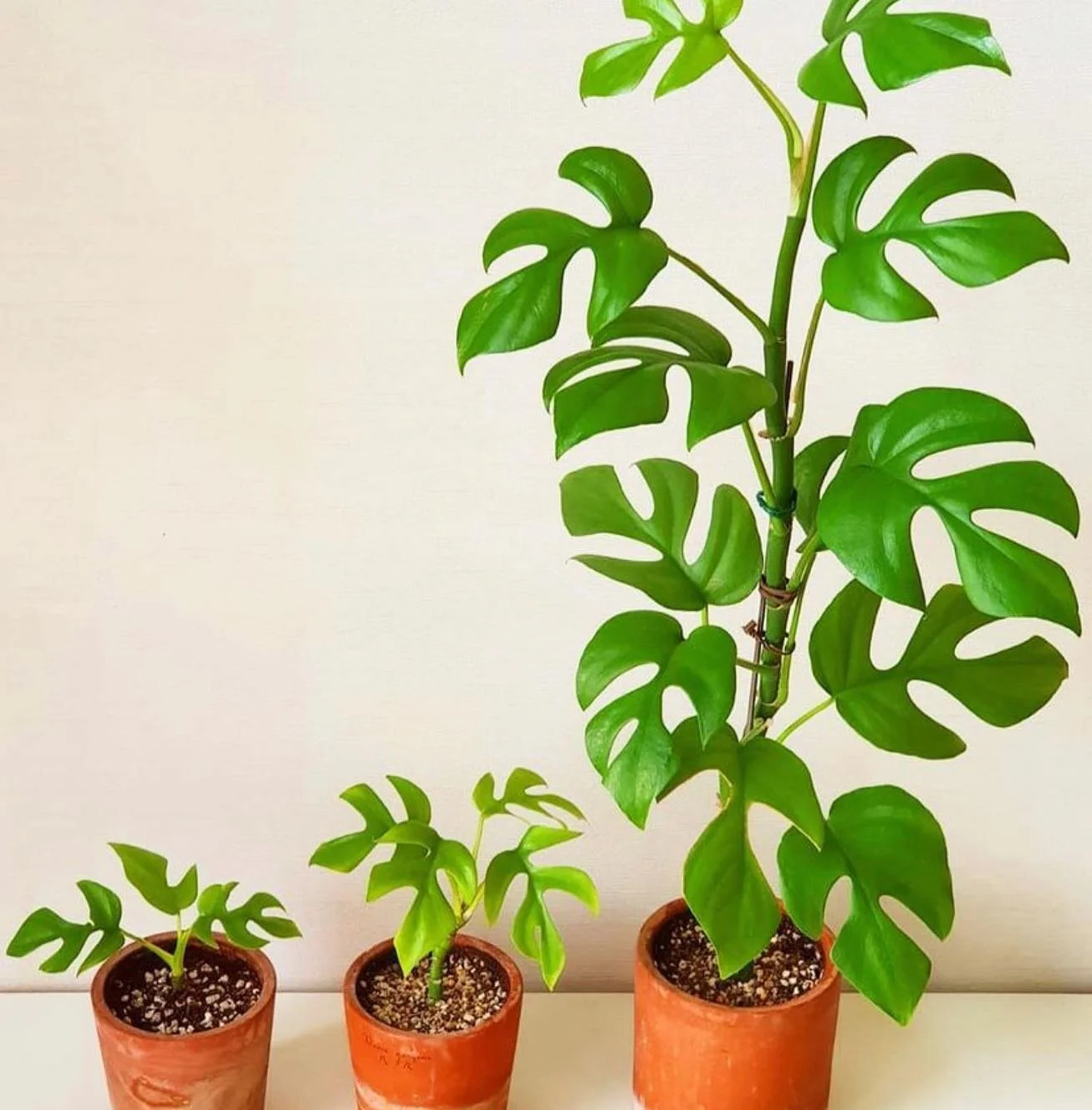 Minima moments - these beauties grow faster than ever! Almost every week a new leaf is popping up.. we have a few left in studio.. 🖤

📸//@yun_plants