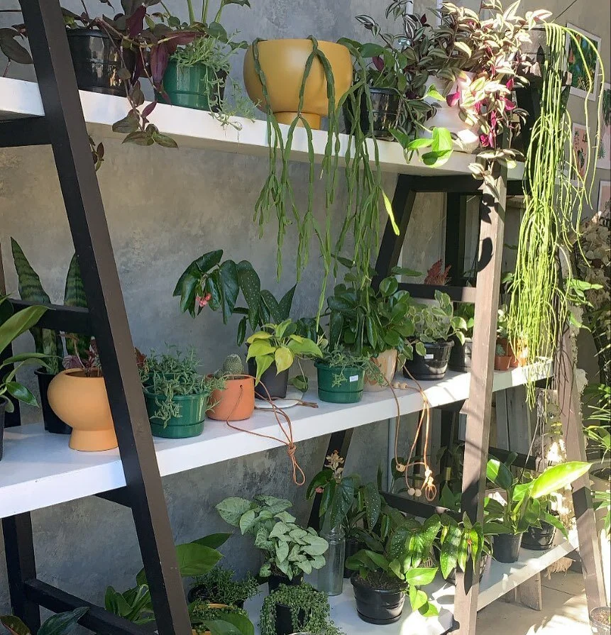 Today we celebrate the Trans-Tasman bubble being open both ways! Our shelves are full and our hire and retail a ready to rock this show! 🎉

#theborrowedbotanicals#planthire#retailqueenstown#plants#utbanjungle#queenstown#queenstownnz#events#destinati