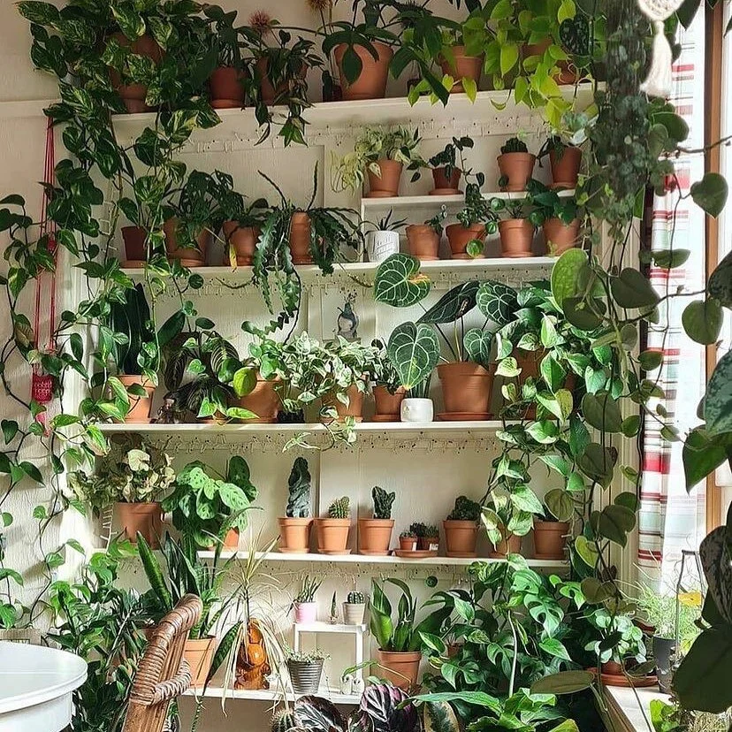 Happy Easter plant lovers ... there is always room for more...&hearts;️

📸//@plantlovingbookworm