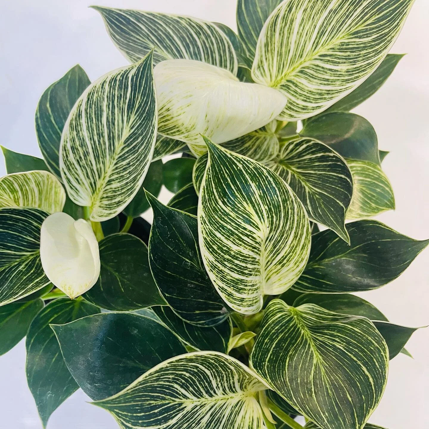 Birkins baby 🤩 ohhh and that variegation is sooo 👌Sale on in studio today &amp; tomorrow only so get in quick folks!! 😘