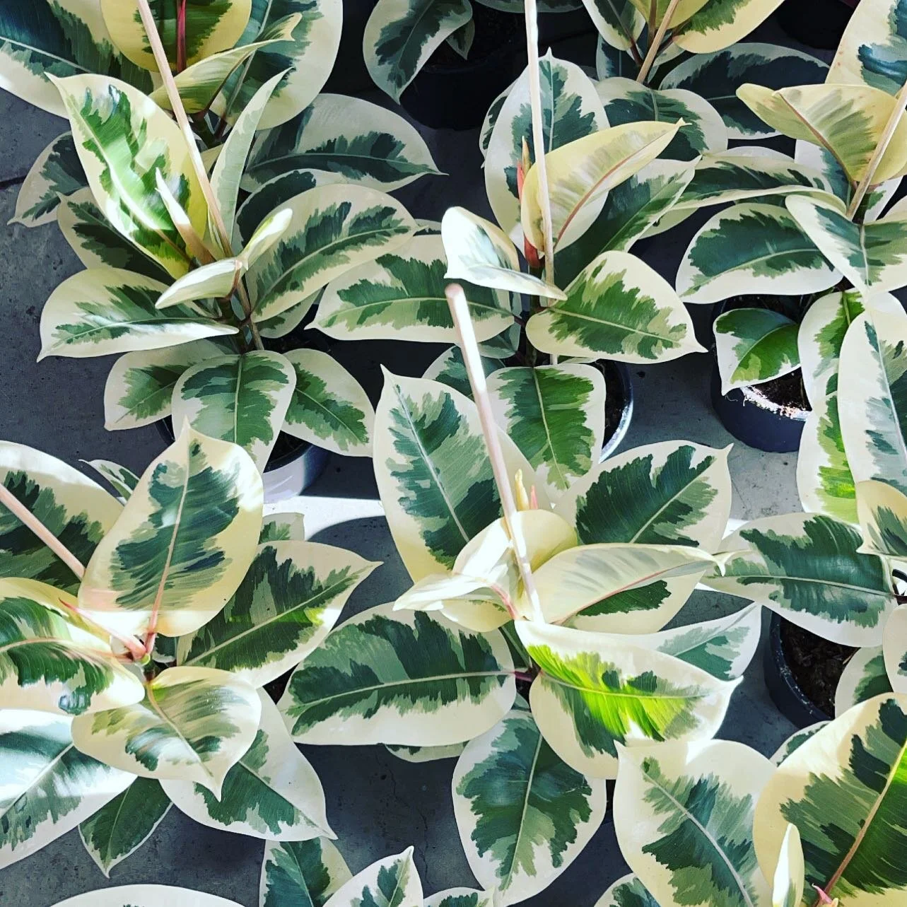 Ficus Tineke is a must have for your collection. With it&rsquo;s beautiful leaf pattern and easy care nature you can&rsquo;t go wrong! 🌱