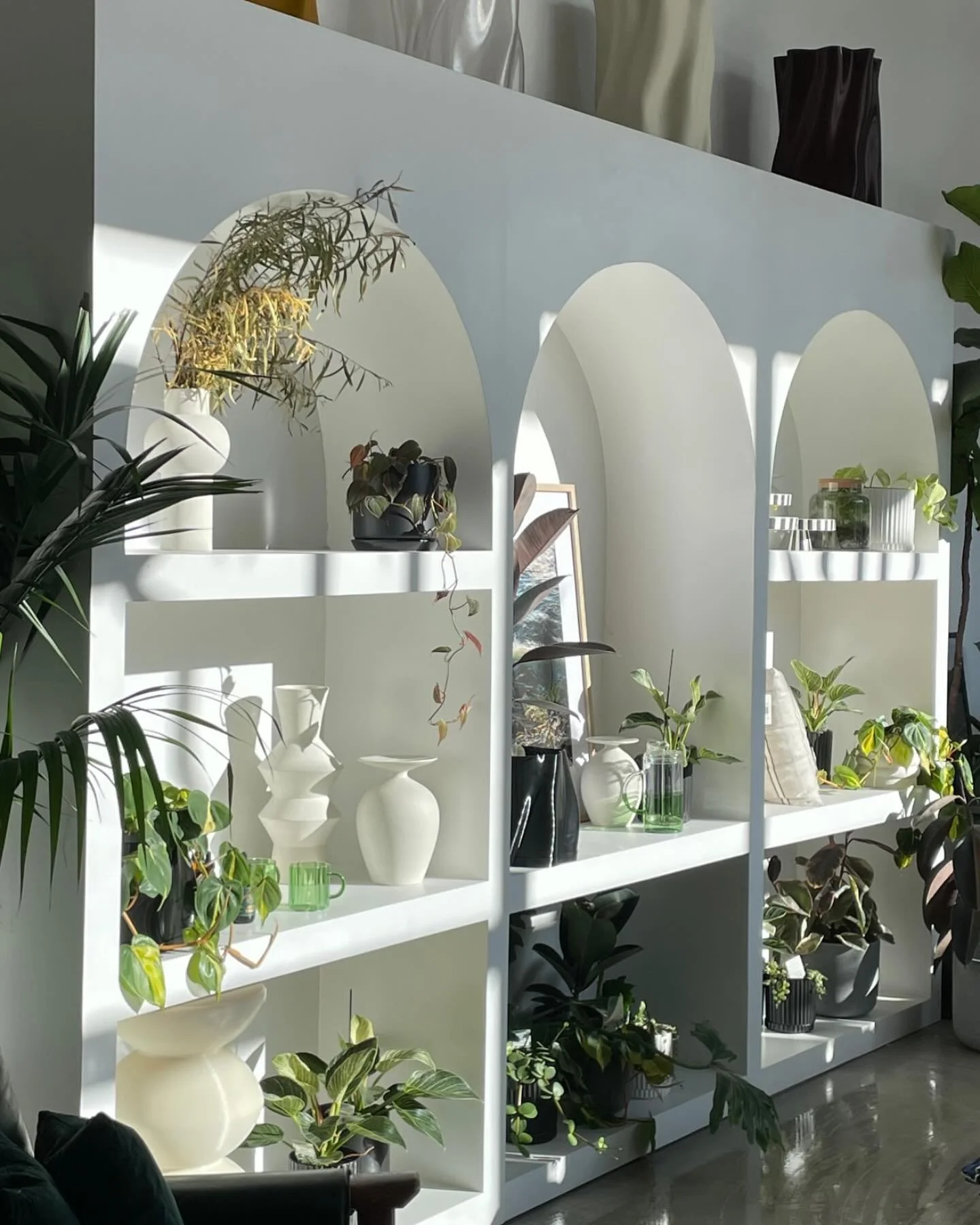 When the light hits perfectly 🌱

#plants#planthire#studiobb#theborrowedbotanicals#indoorplantsdecor#plantsnz