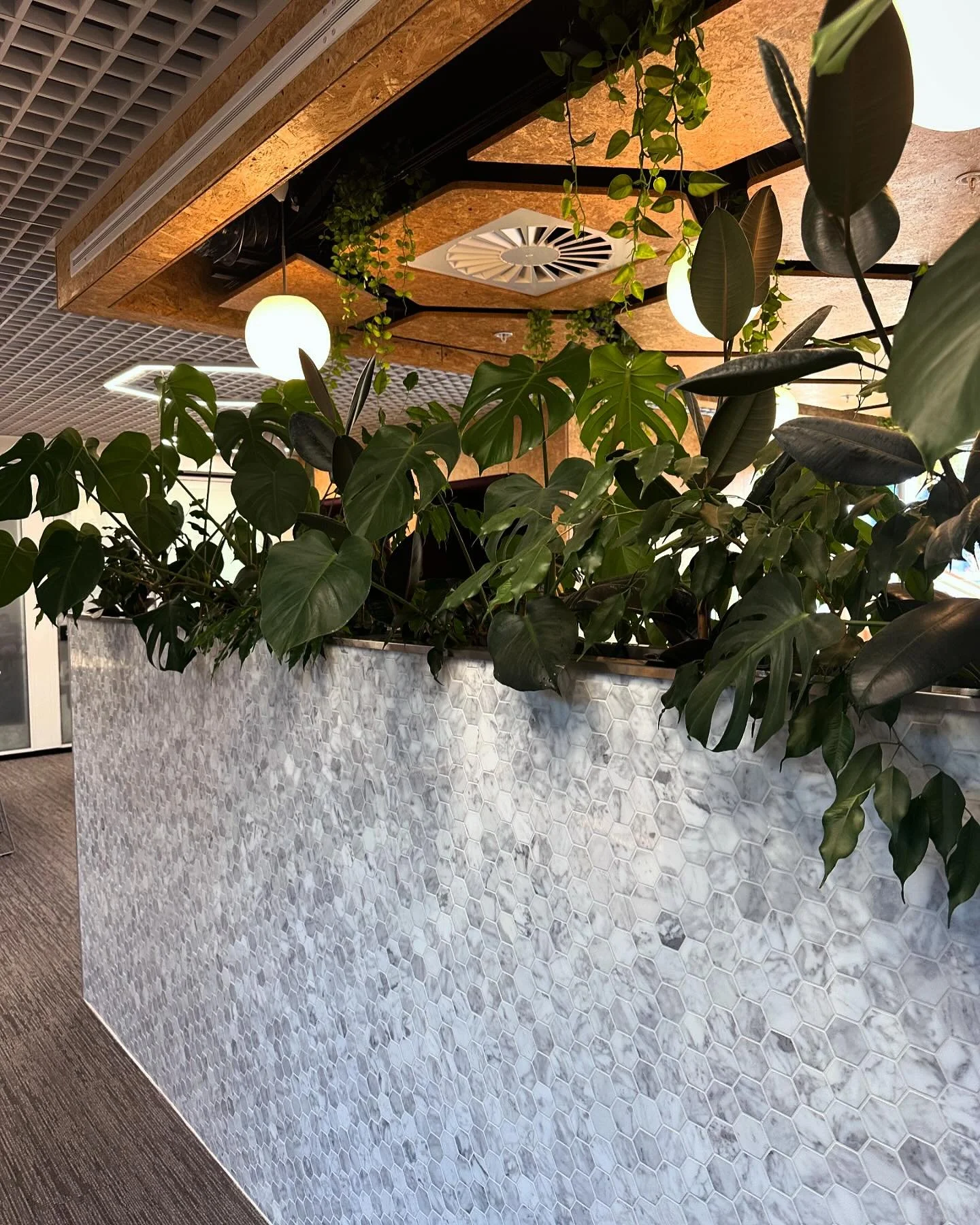 Hire and care is what we offer! Look how glorious @skyline headquarters is looking! Get in touch if you need this in your work place!