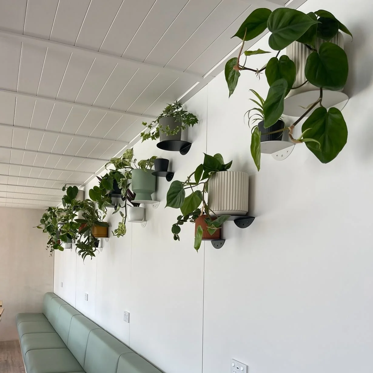 When you don&rsquo;t have floor space we go to the walls! Sitting pretty with @madeoftomorrow shelving. Let the trailing begin!