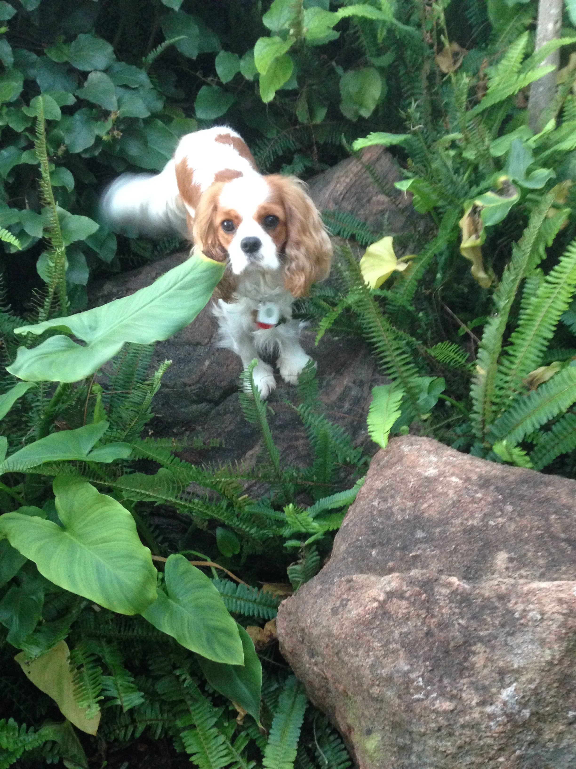  Miss Daisy explores the garden 