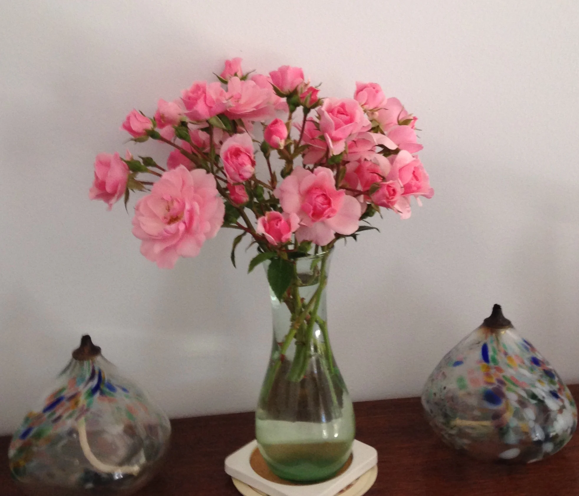  Bonica roses in the sitting room 