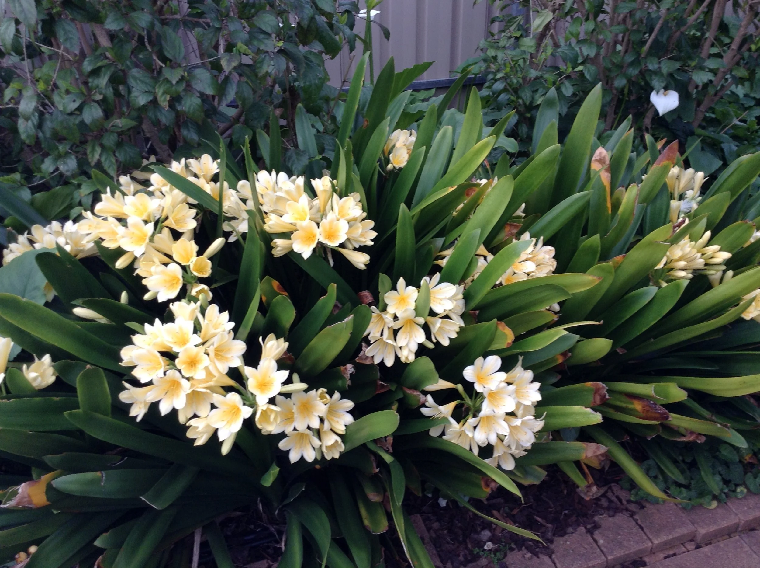  Golden Clivias 