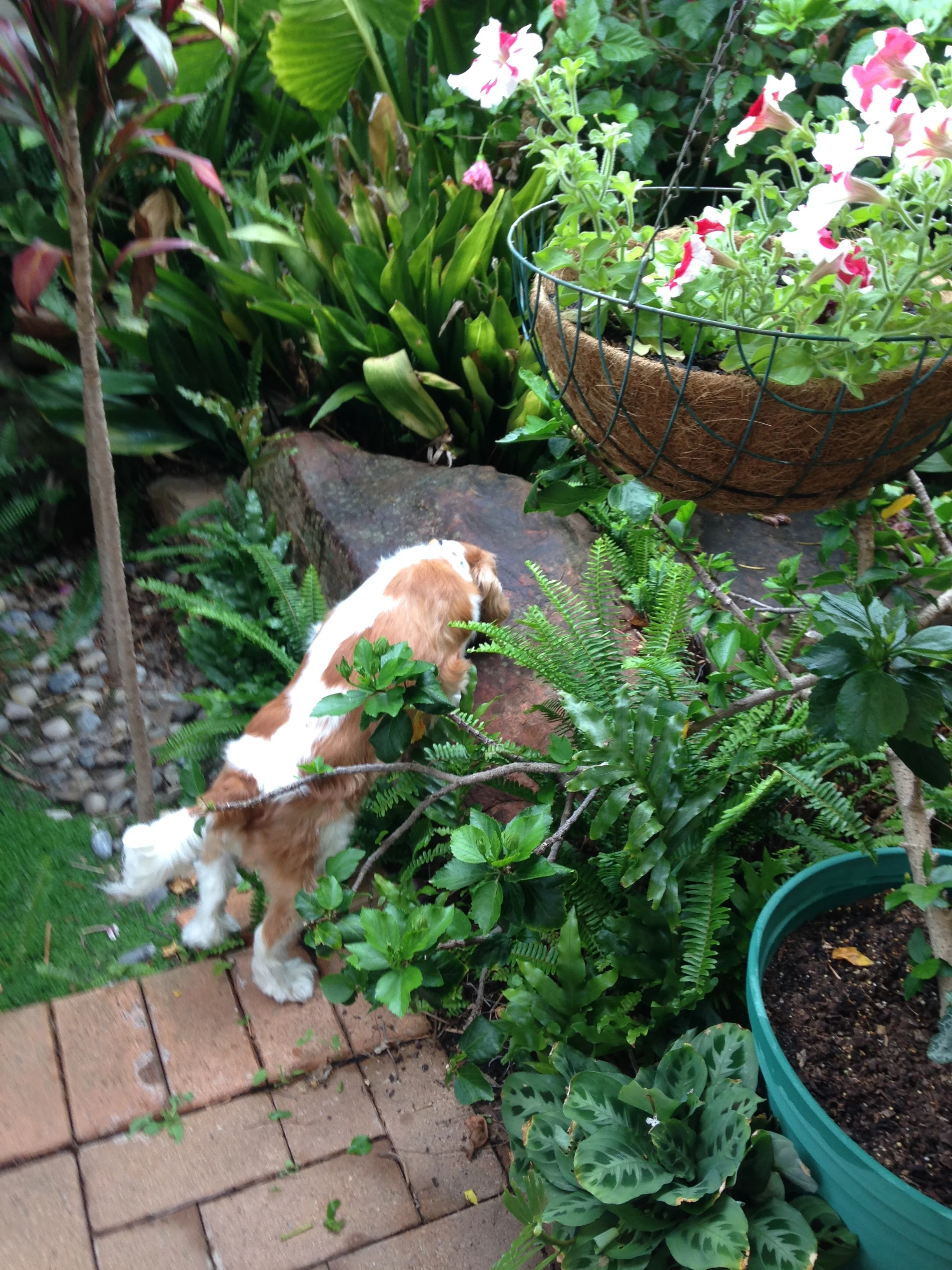  Daisy, following her nose 