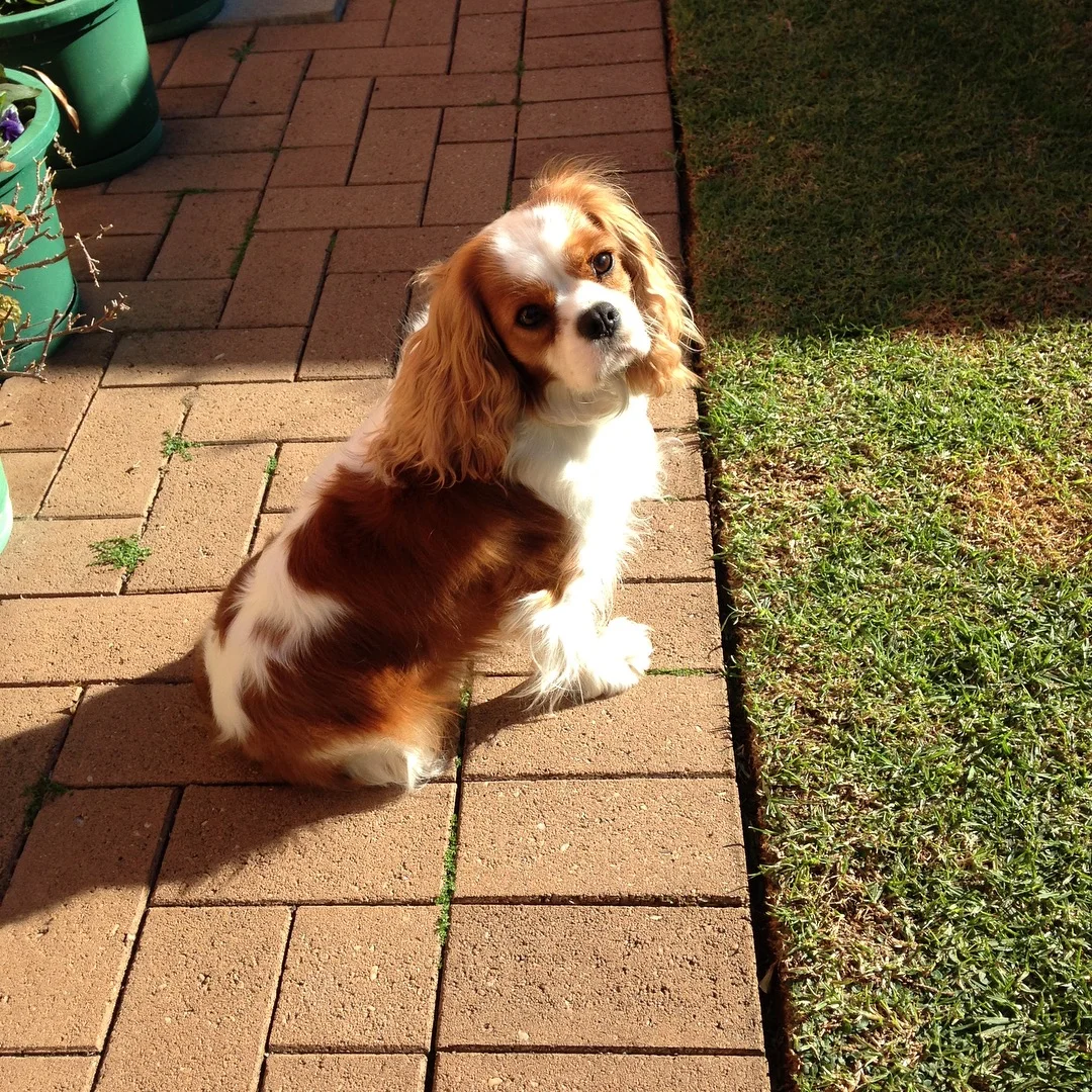  Daisy sunning herself 