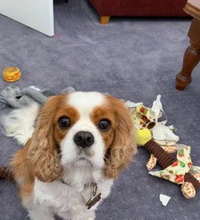 Miss Daisy unwraps her Christmas presents!