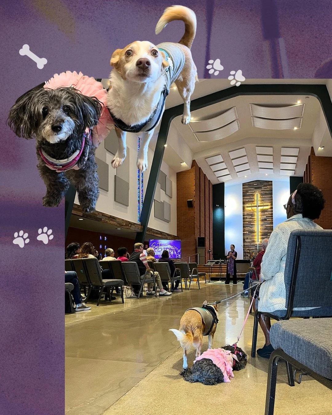 Miss Tanya and her two dogs (Mimi and Blue) have been part of the FPCH community for years&mdash;first as shelter guests, then as participants in our Tiny Home Program, and still as members of our church family. After many challenging transitions, Ta