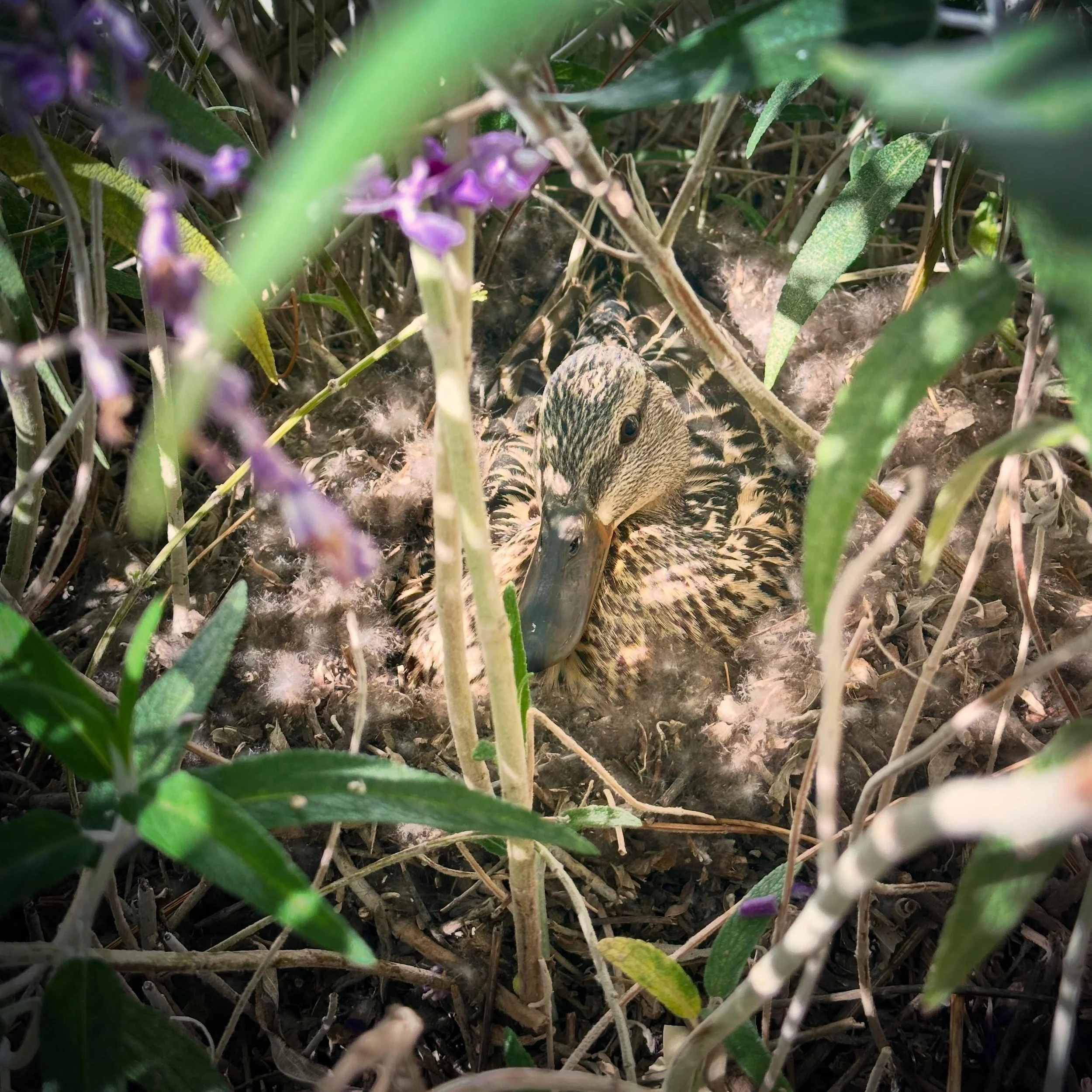 Attention! We&rsquo;ve recently increased our shelter capacity, to include one mama duck and 7 eggs 🤗. Our kids courtyard will be temporarily restricted to give mama some peace. Stay tuned for slightly obsessive duck content, and when these babies h