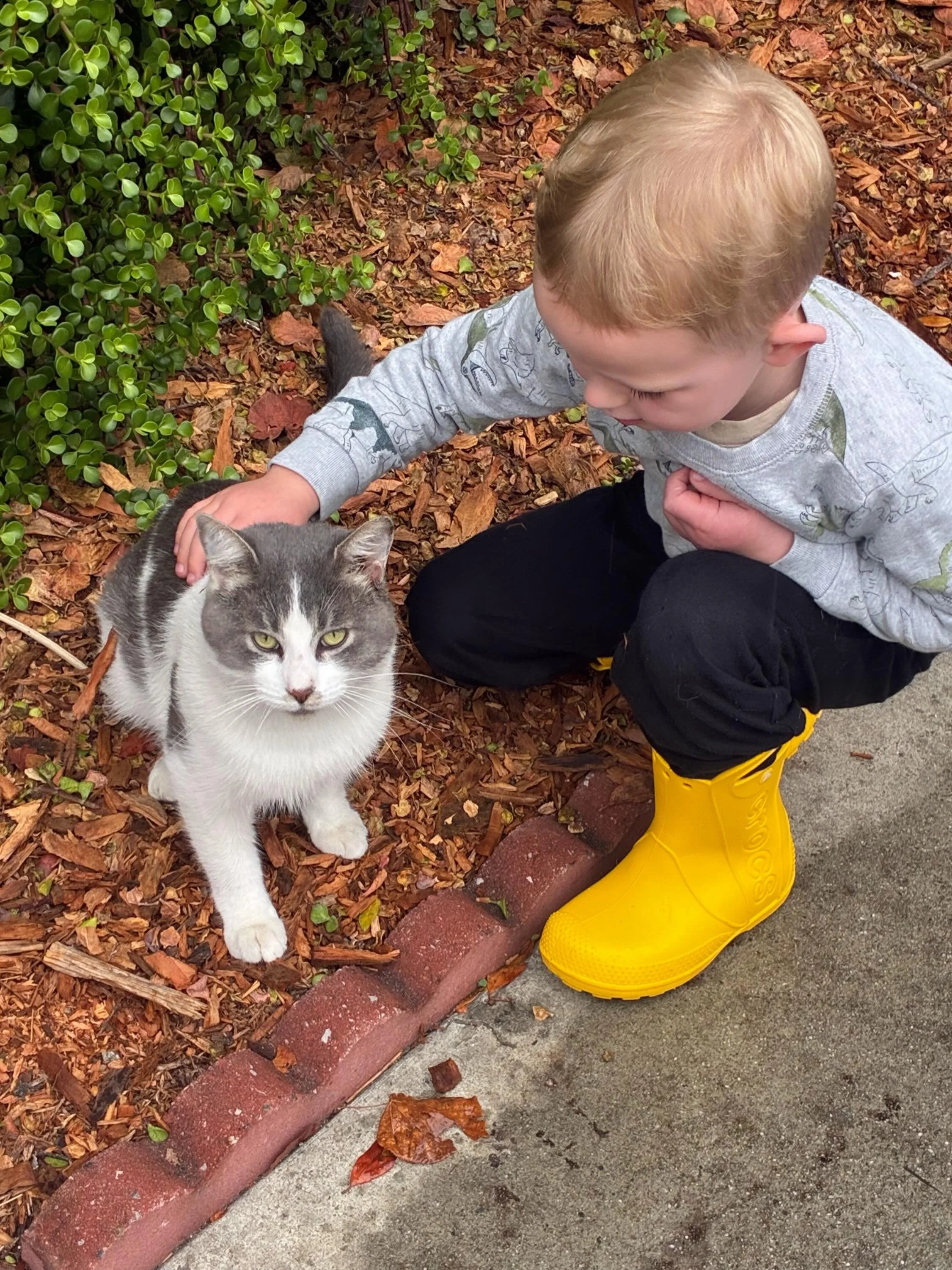 Introducing, Viper! This stray cat was causing some mischief at a local elementary school, so we agreed to take him and help find him a home. We quickly learned that much like the Spirit, Viper cannot be contained. He bolted from our cat-friendly cou